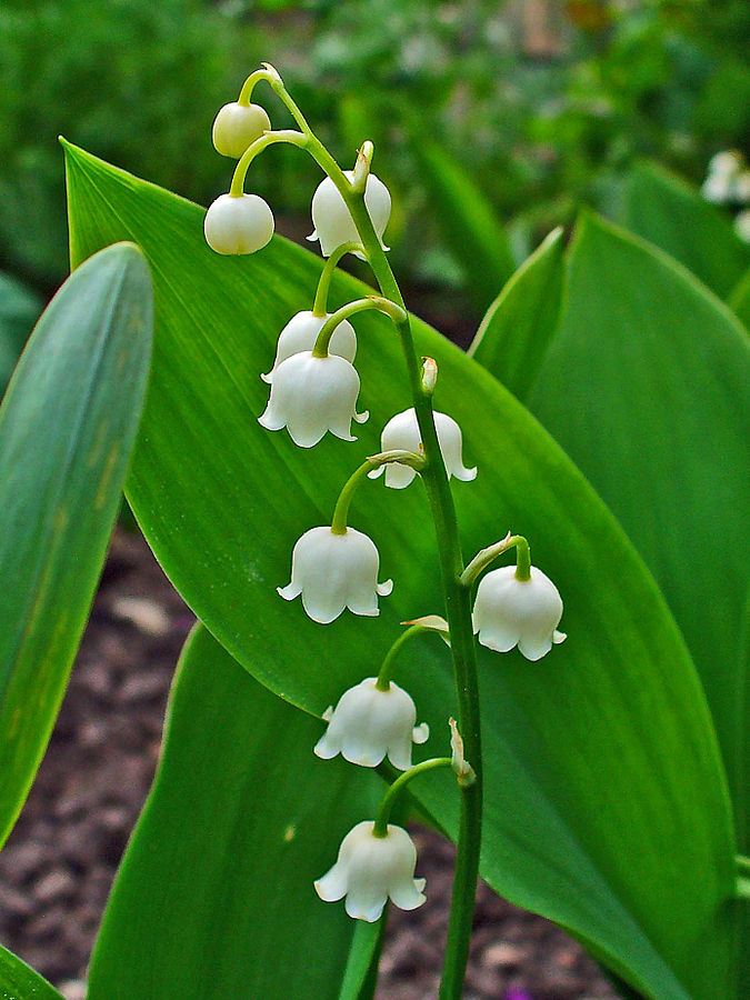 675px-Convallaria_majalis_0002