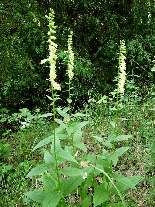 DIGITALIS_LUTEA_-_LLANERA_-_IB-378_(Didalera_groga)
