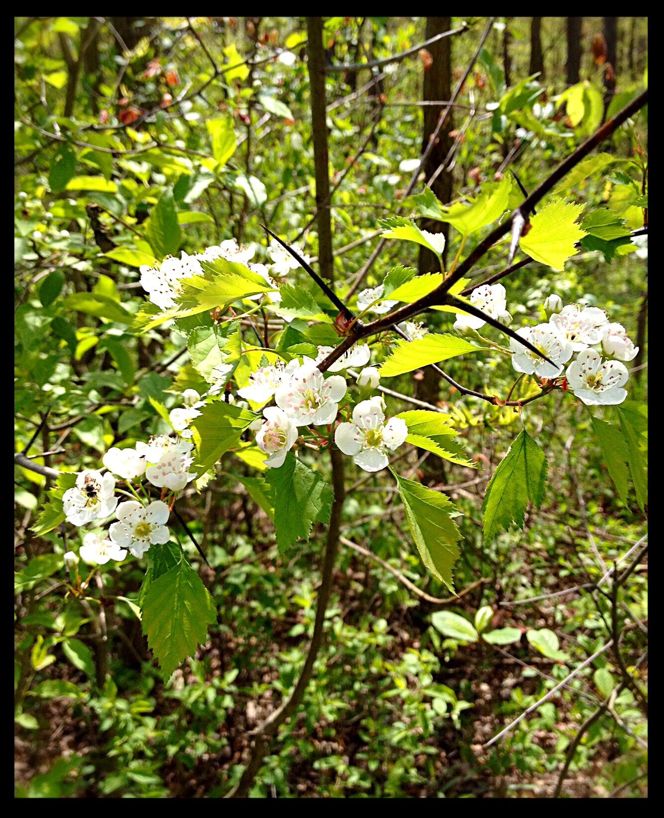 Hawthorne is another common shrub that blooms with white flowers in spring.