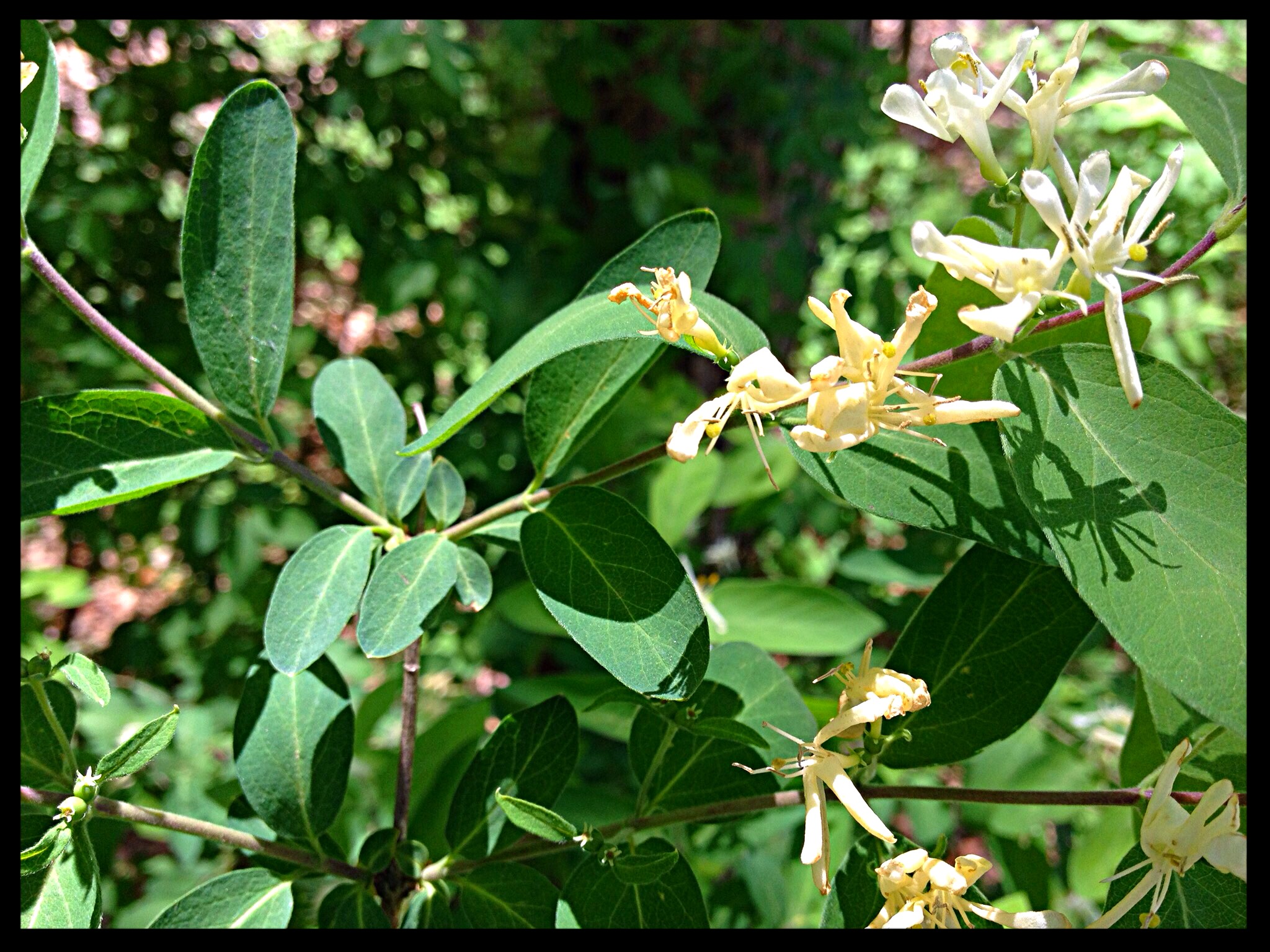 Honeysuckle bushes at fragrance to the hike.