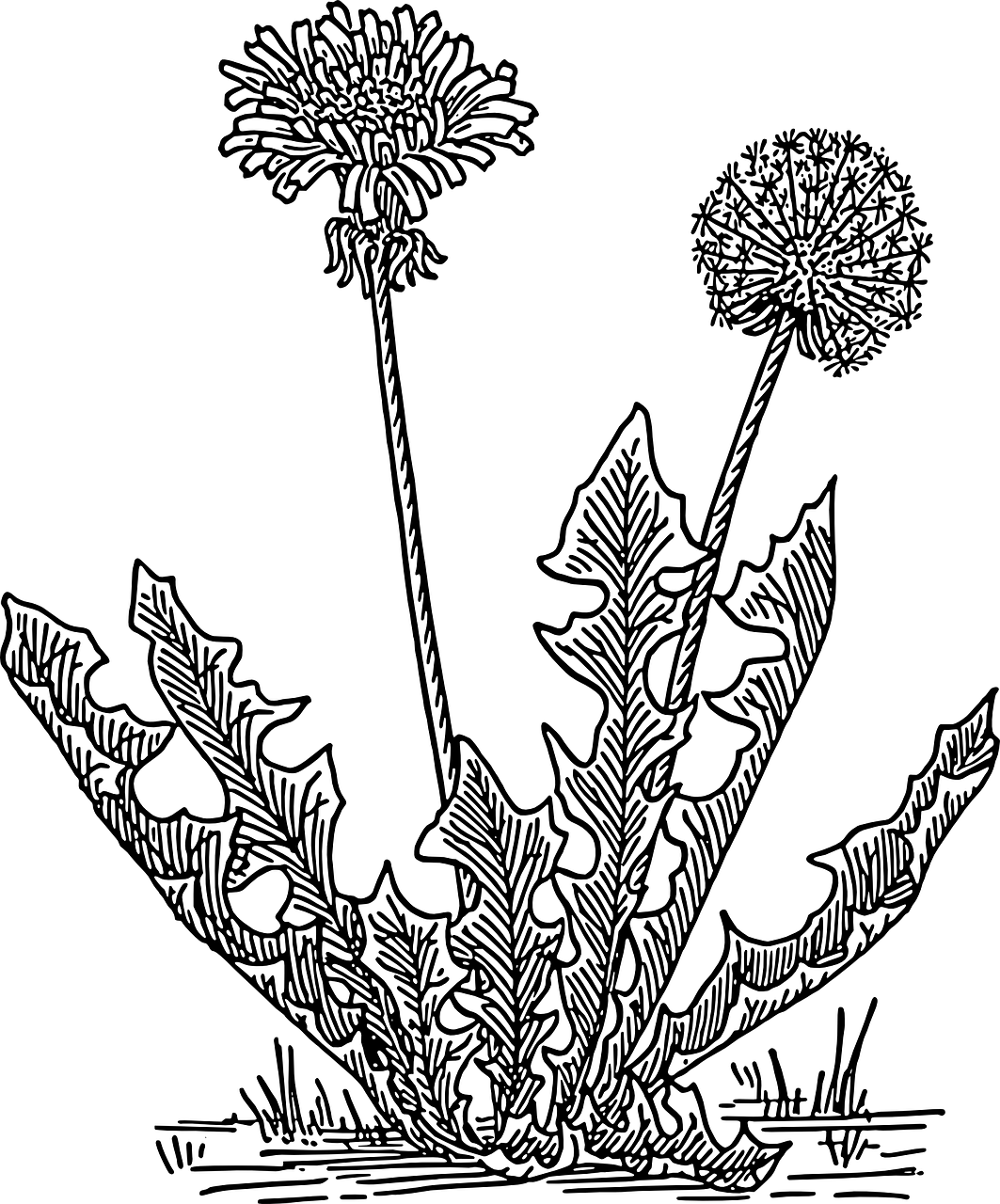 dandelion-38142_1280