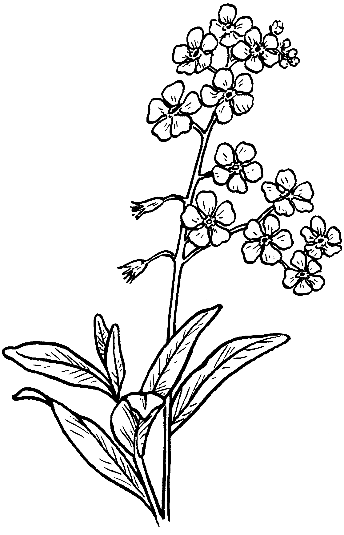 Forget-Me-Not_(PSF)
