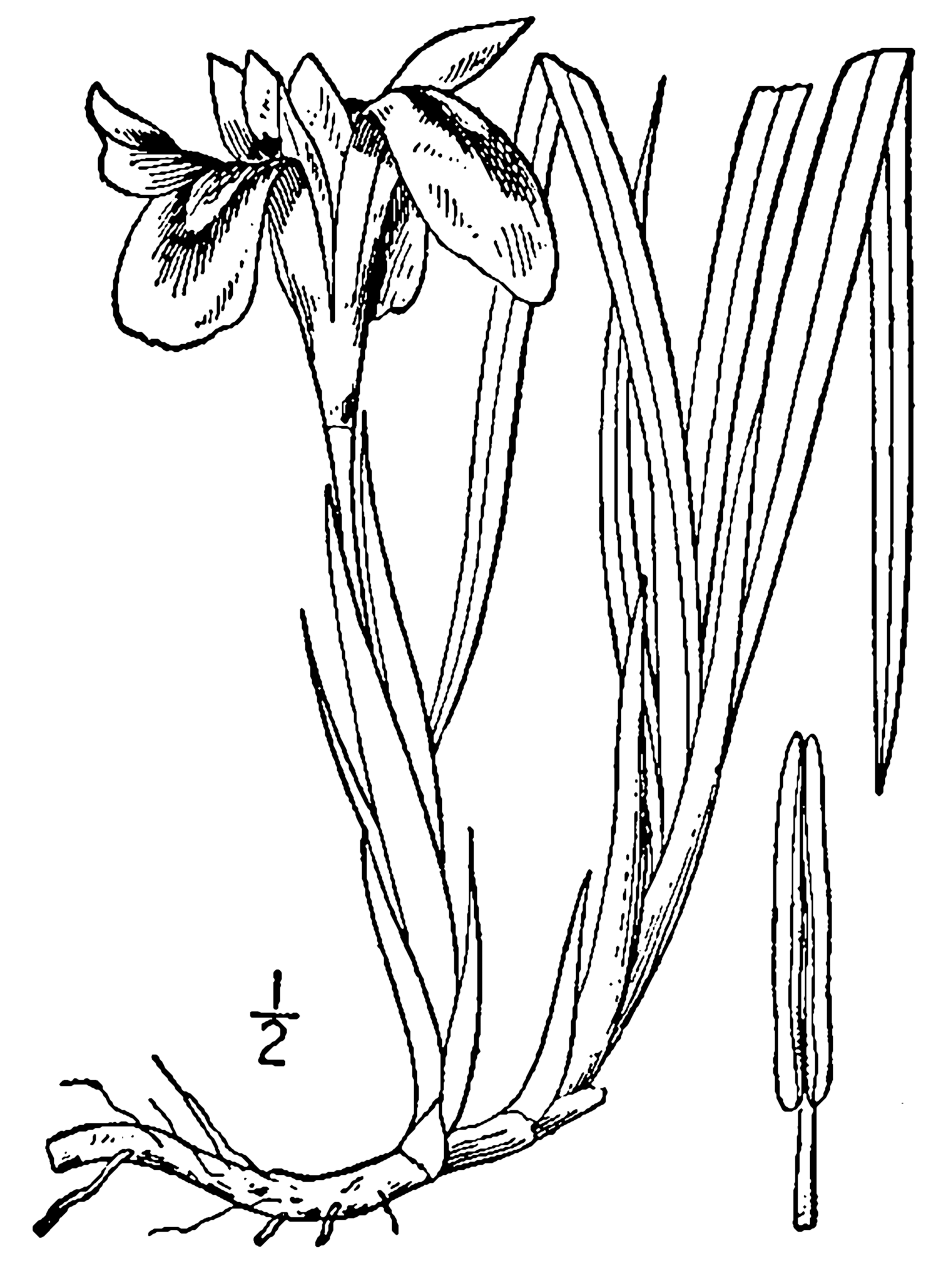 Iris_verna_BB-1913
