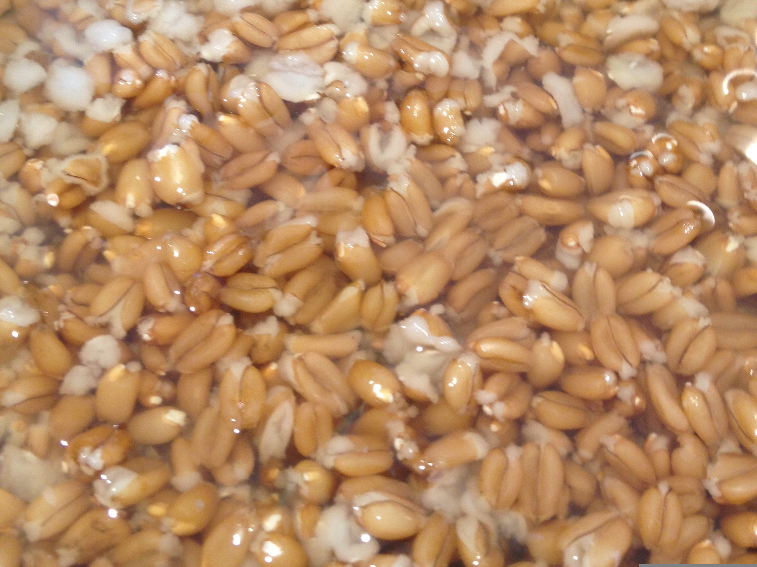 wheatberries soaked in water.