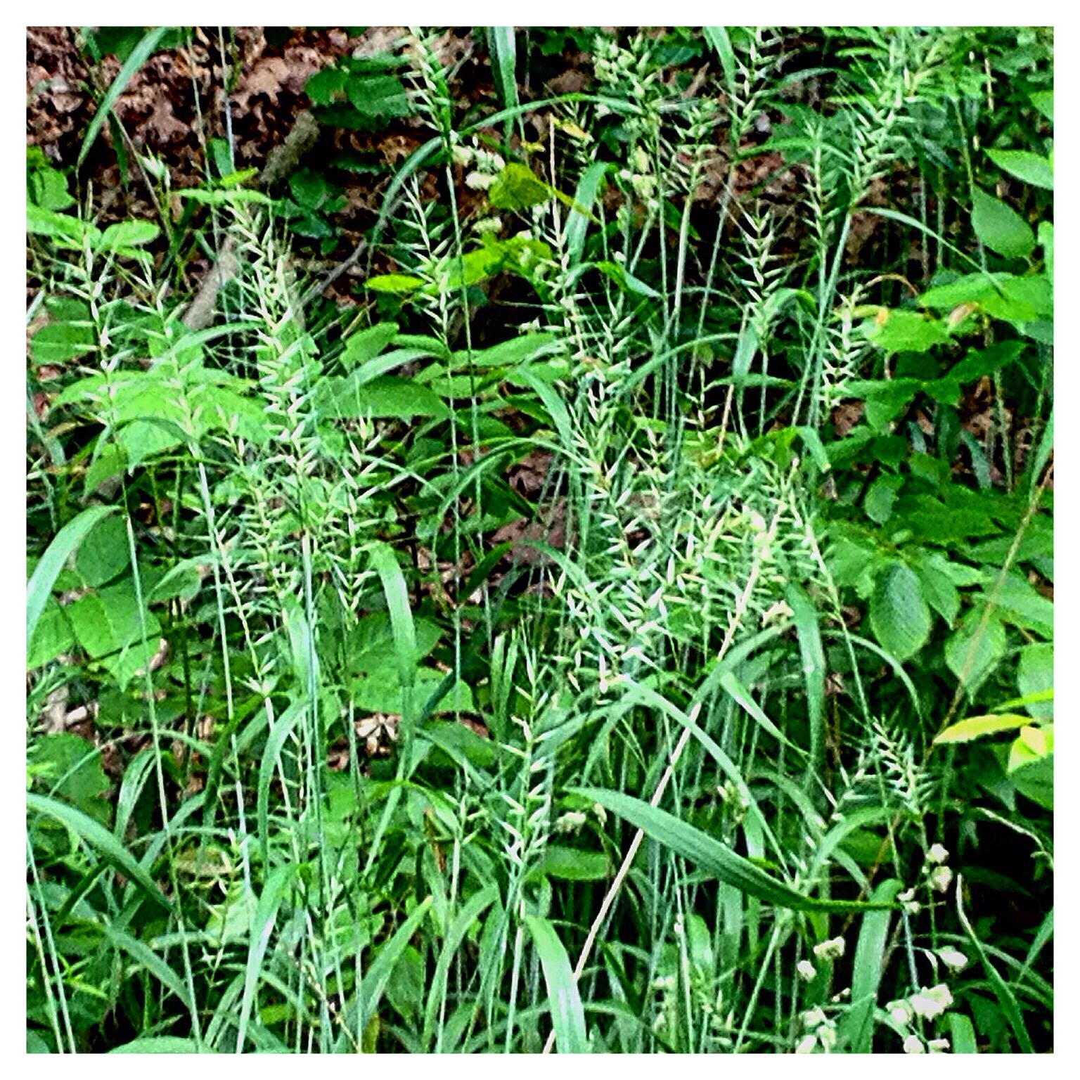 Wild grasses have architectural beauty.