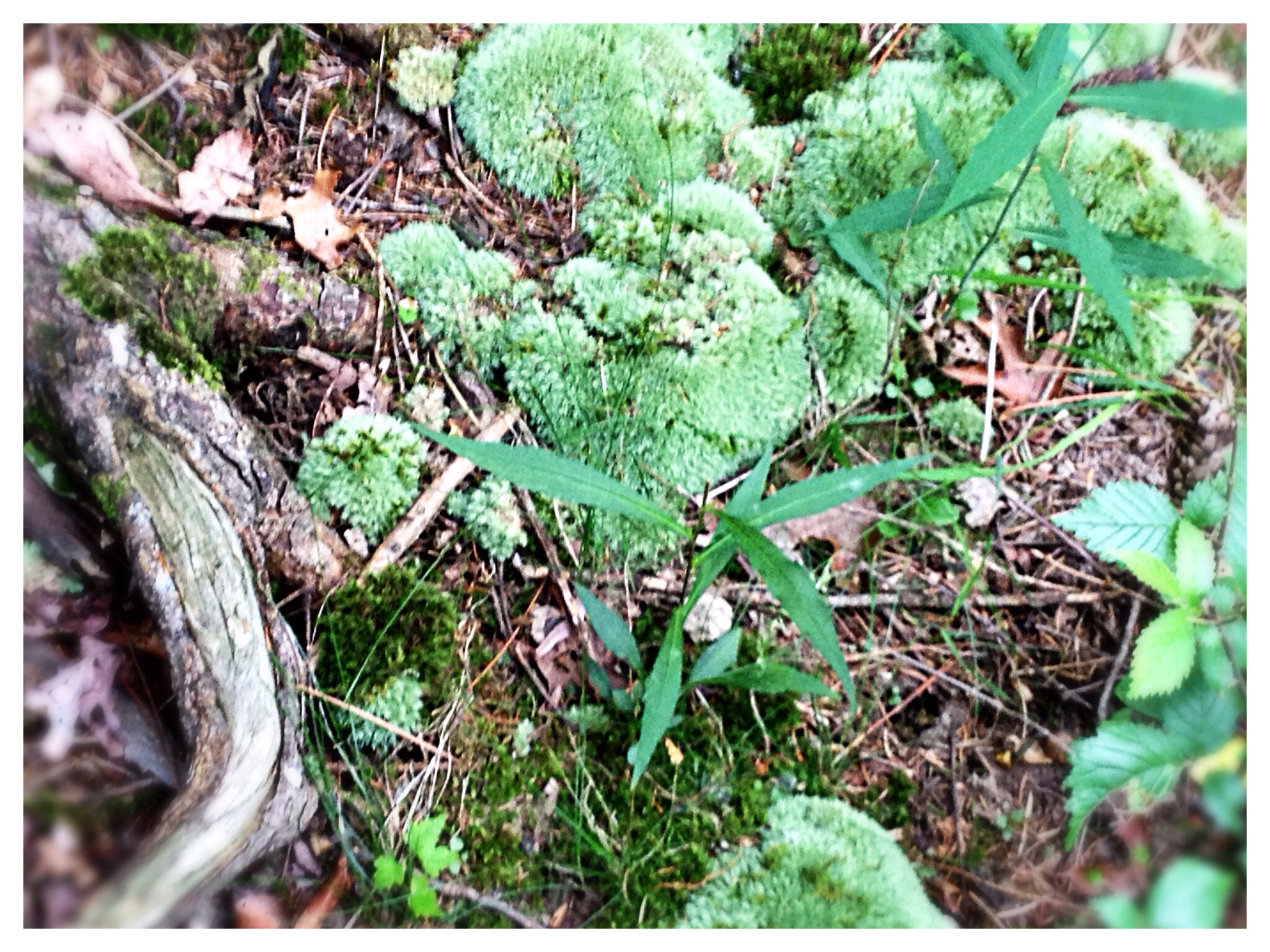 Moss lends a plush texture to the wood.
