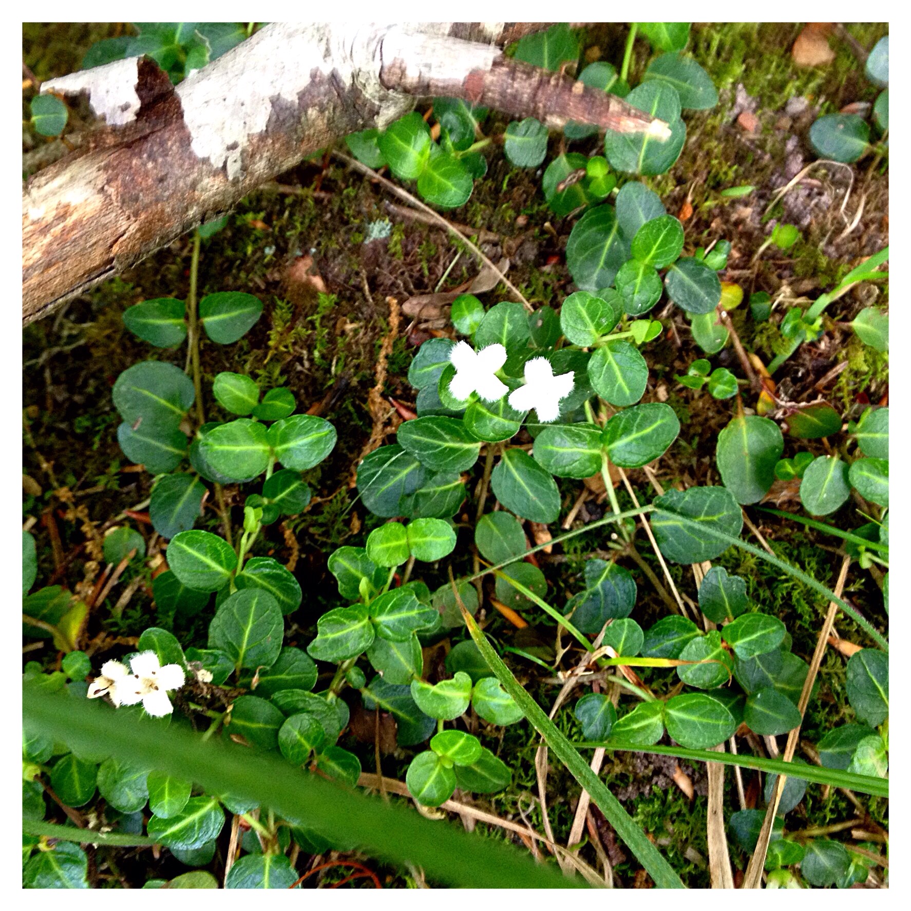Partridgeberry (Mitchella repens) has small, white flowers and glossy, dark evergreen foliage