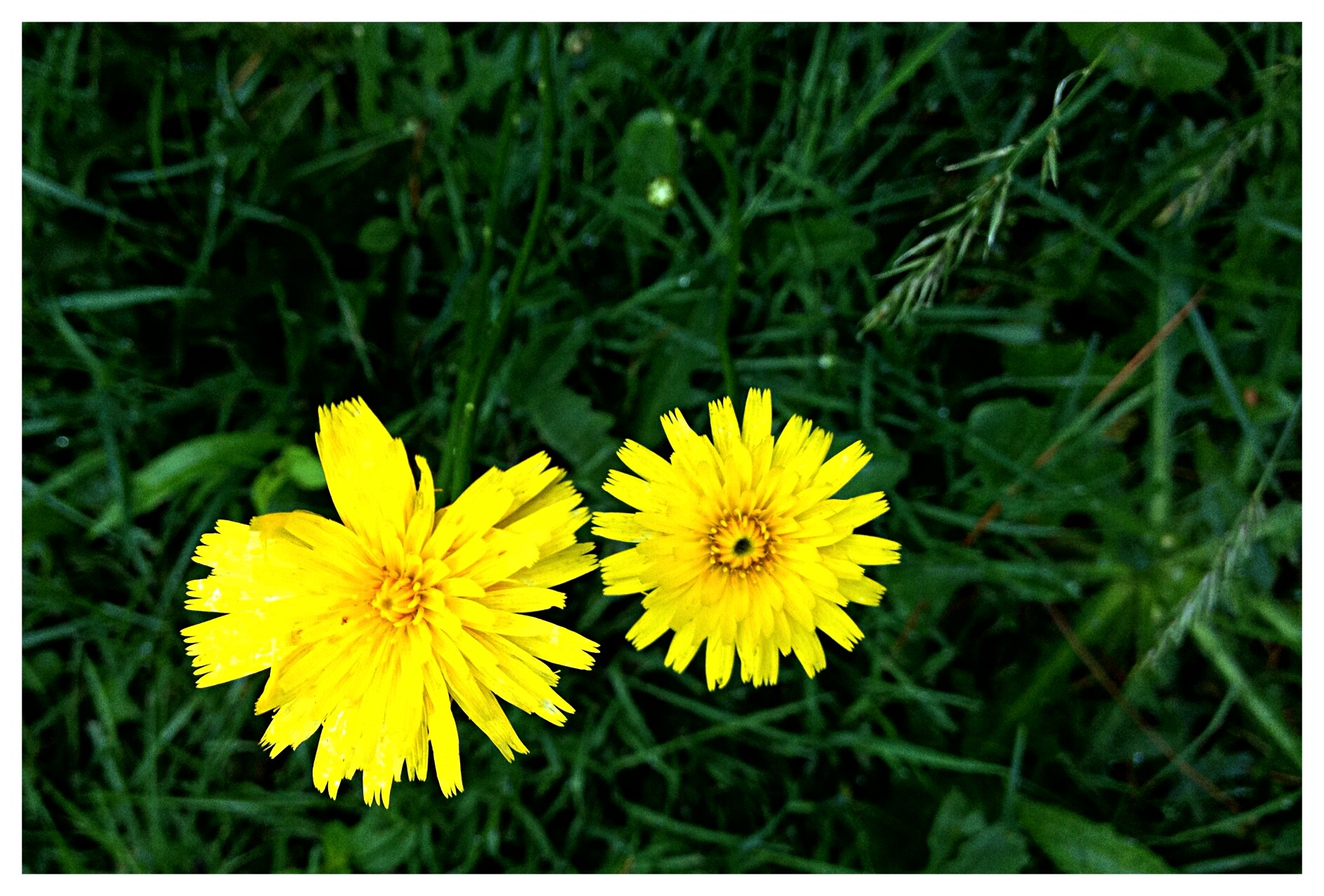 Dwarf Dandelion (Krigia genus) is more delicate than the lawn weed.