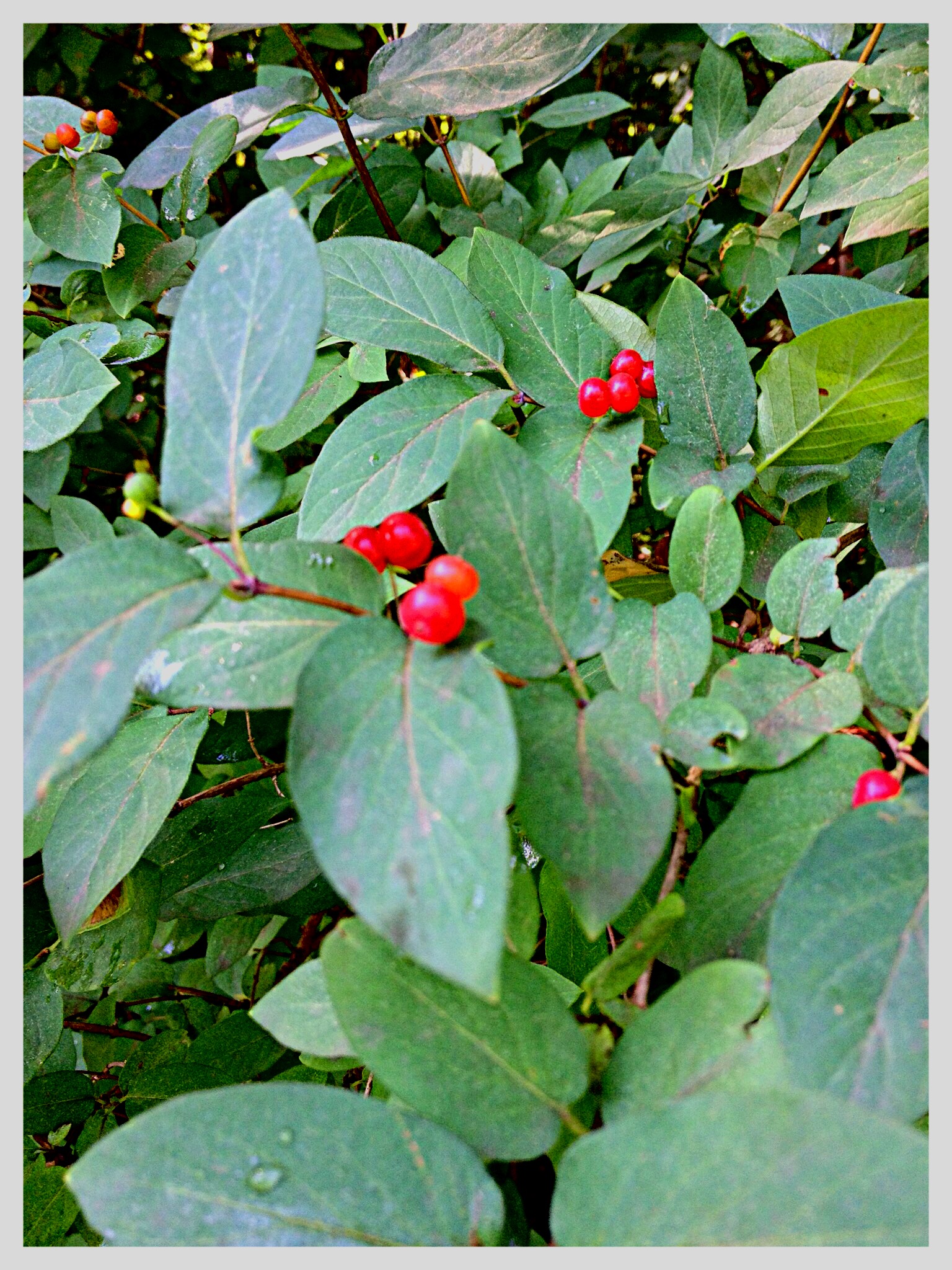 honeysuckle berries