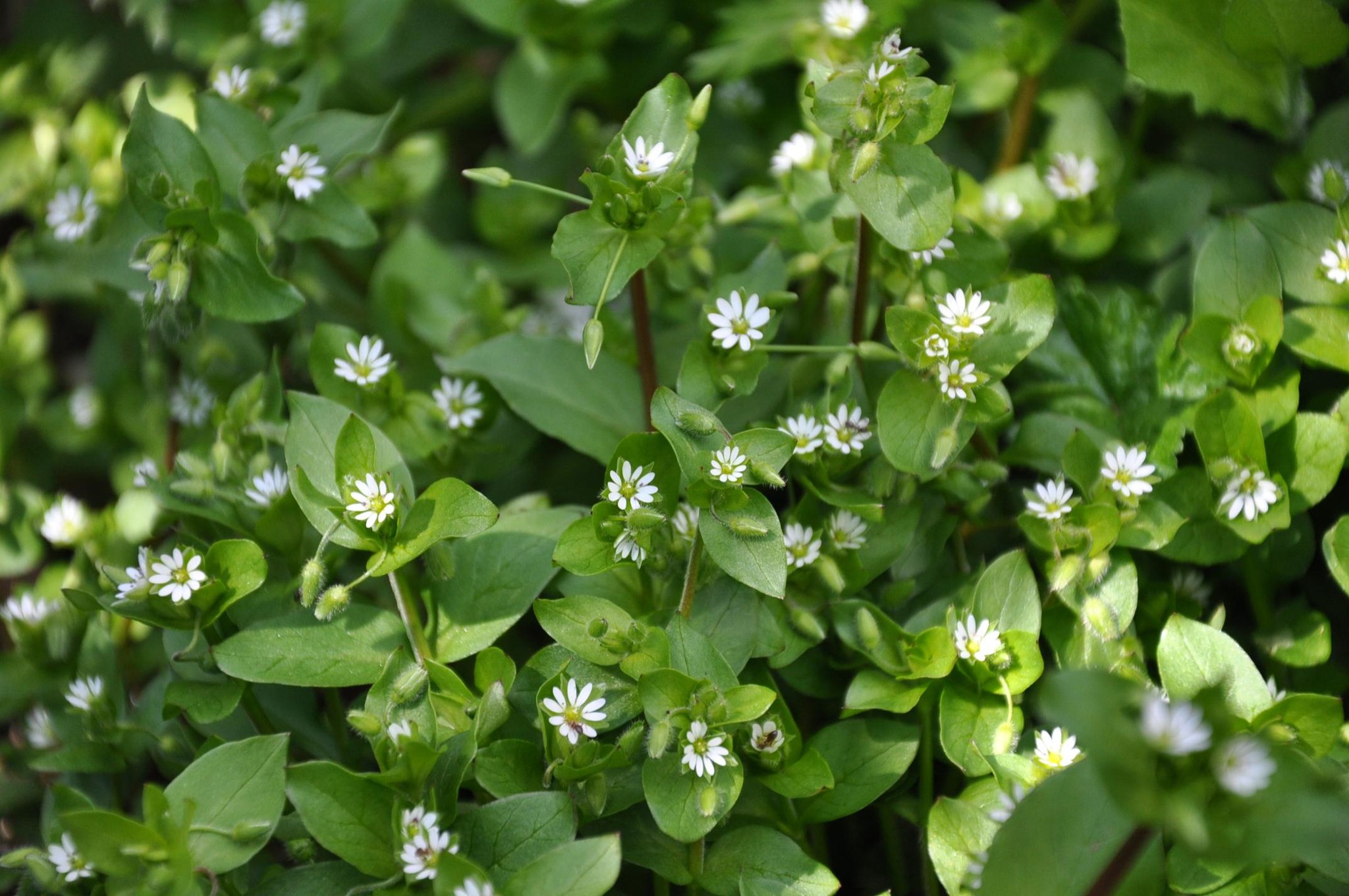 chickweed flowers and foliage photo
