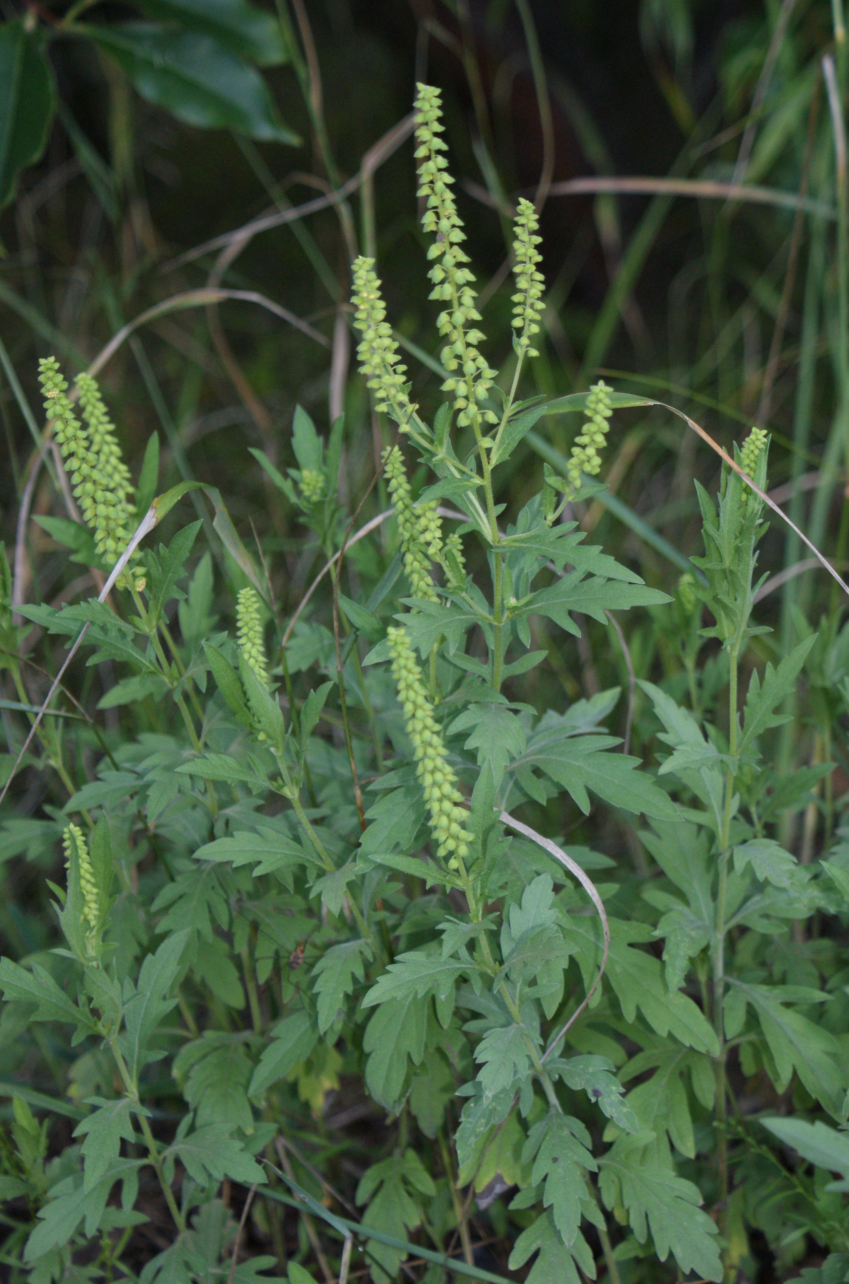 photo of ragweed ambrosia psilostachya