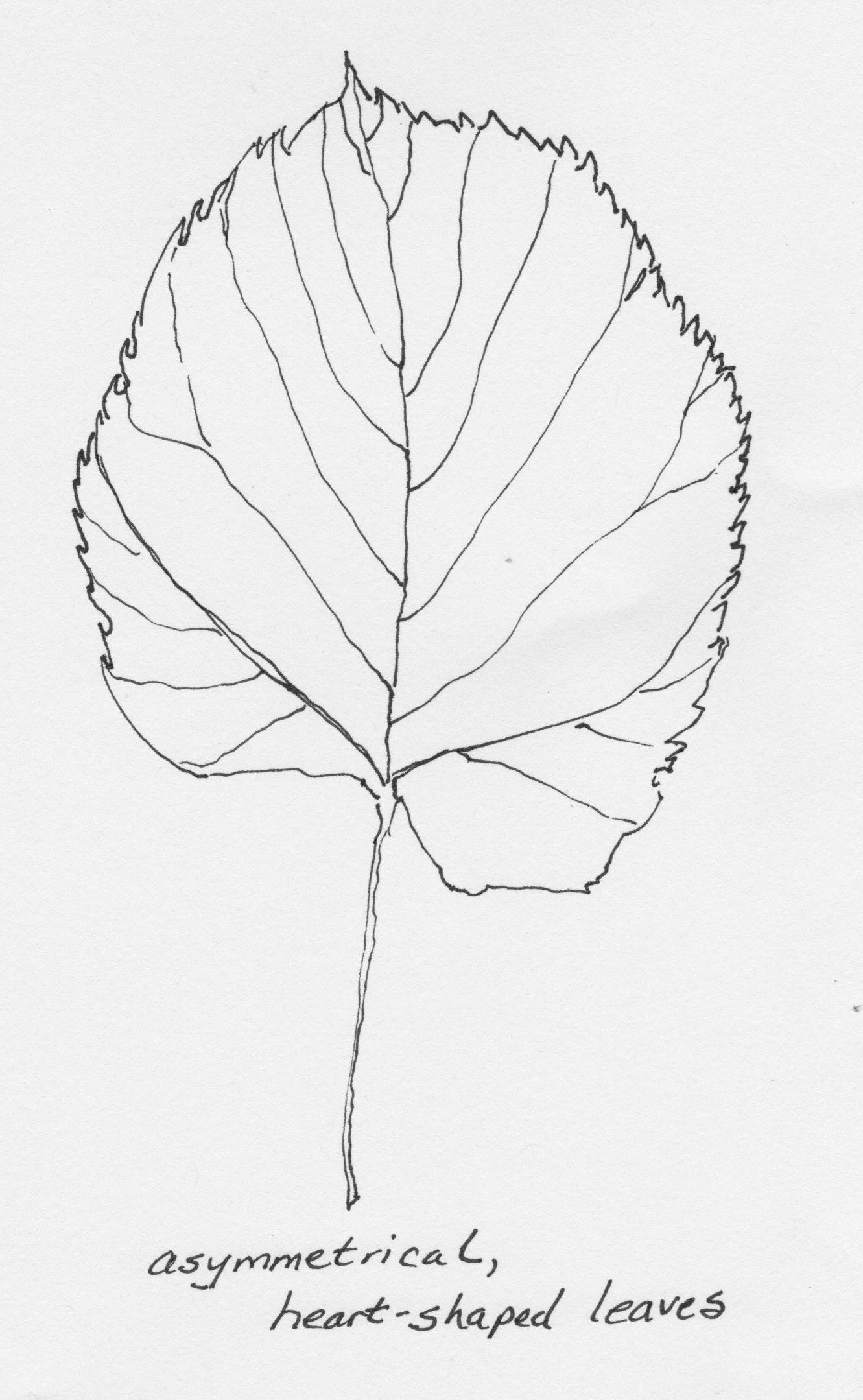 American basswood leaf