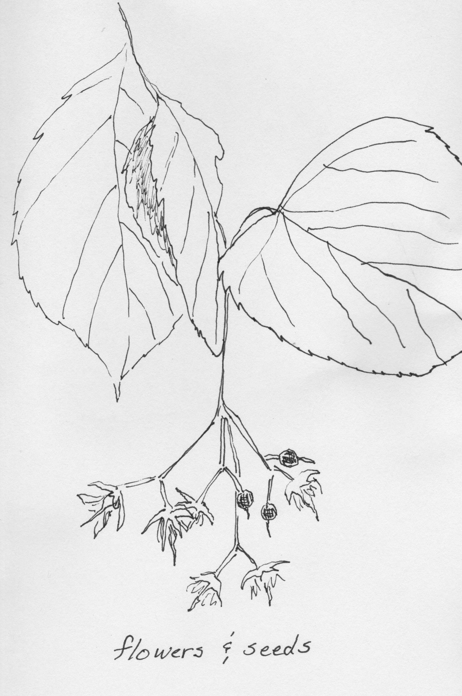 American basswood flowers and seeds