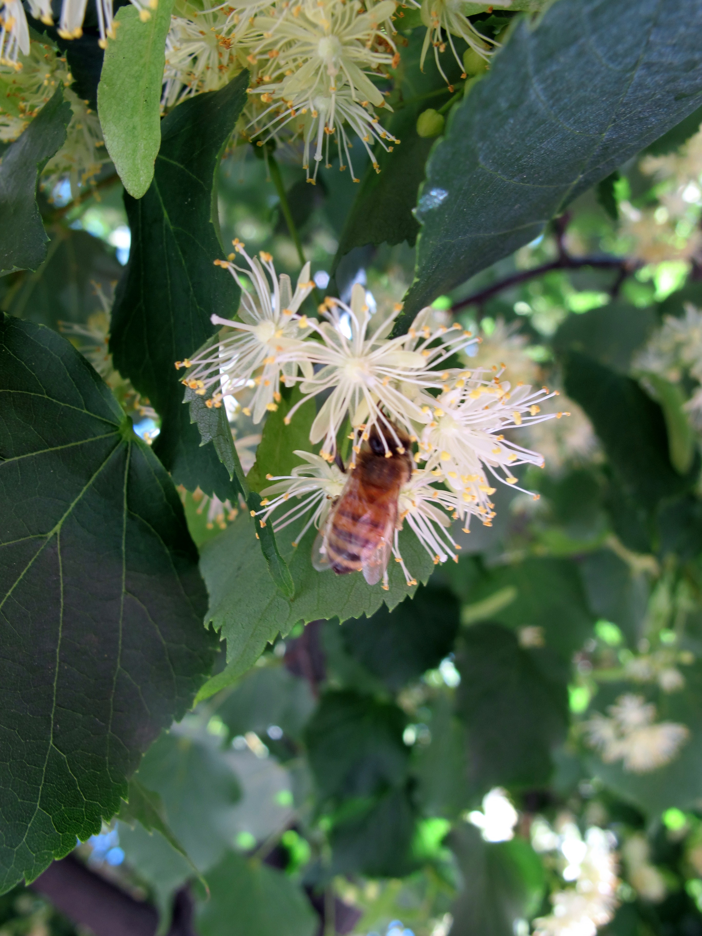 bee on American basswood tree flower