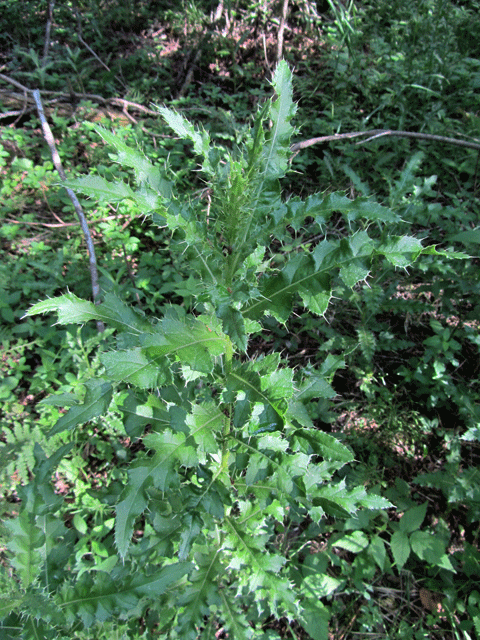 photo of Canada thistle foliage