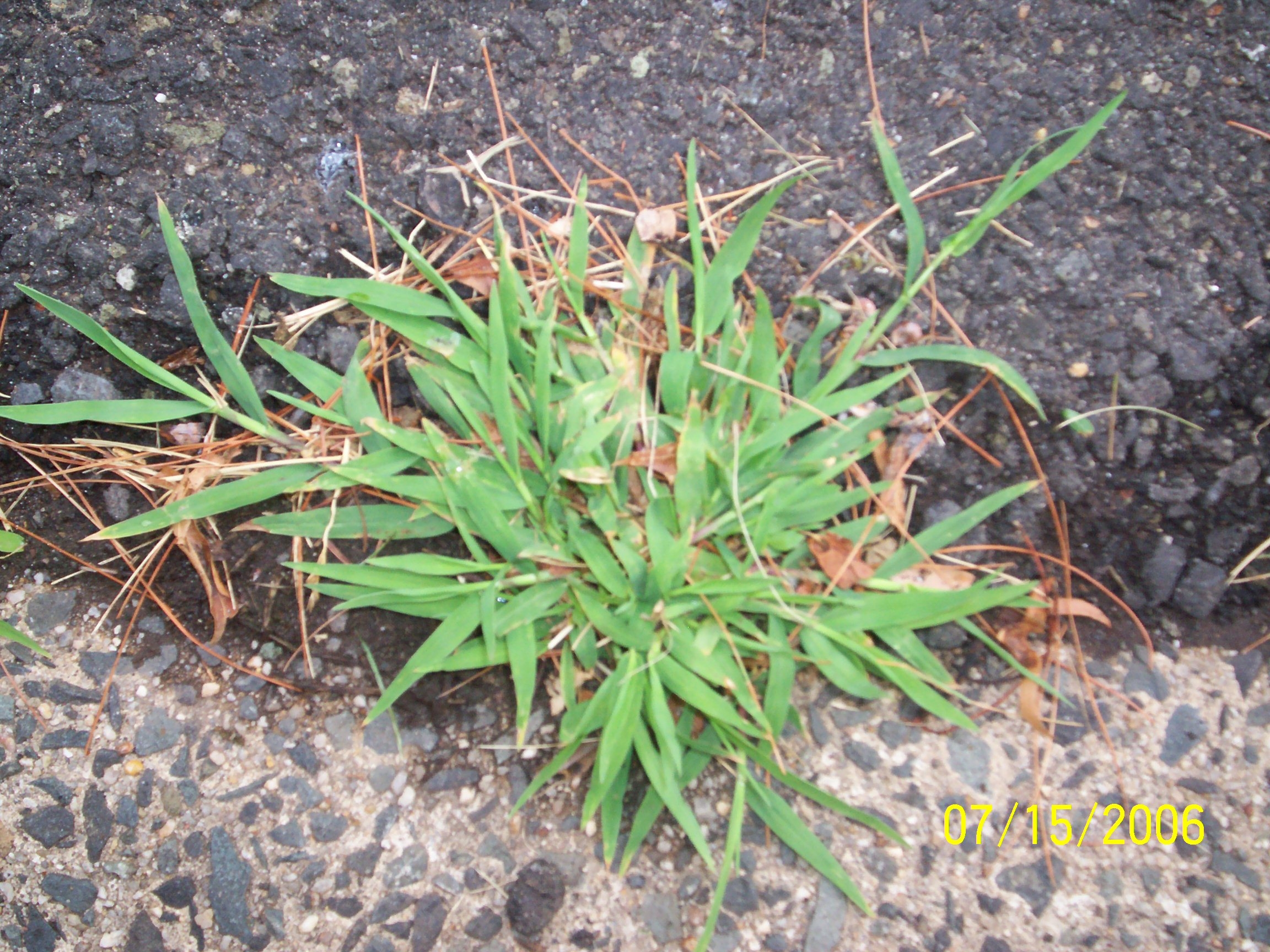 photo of crabgrass