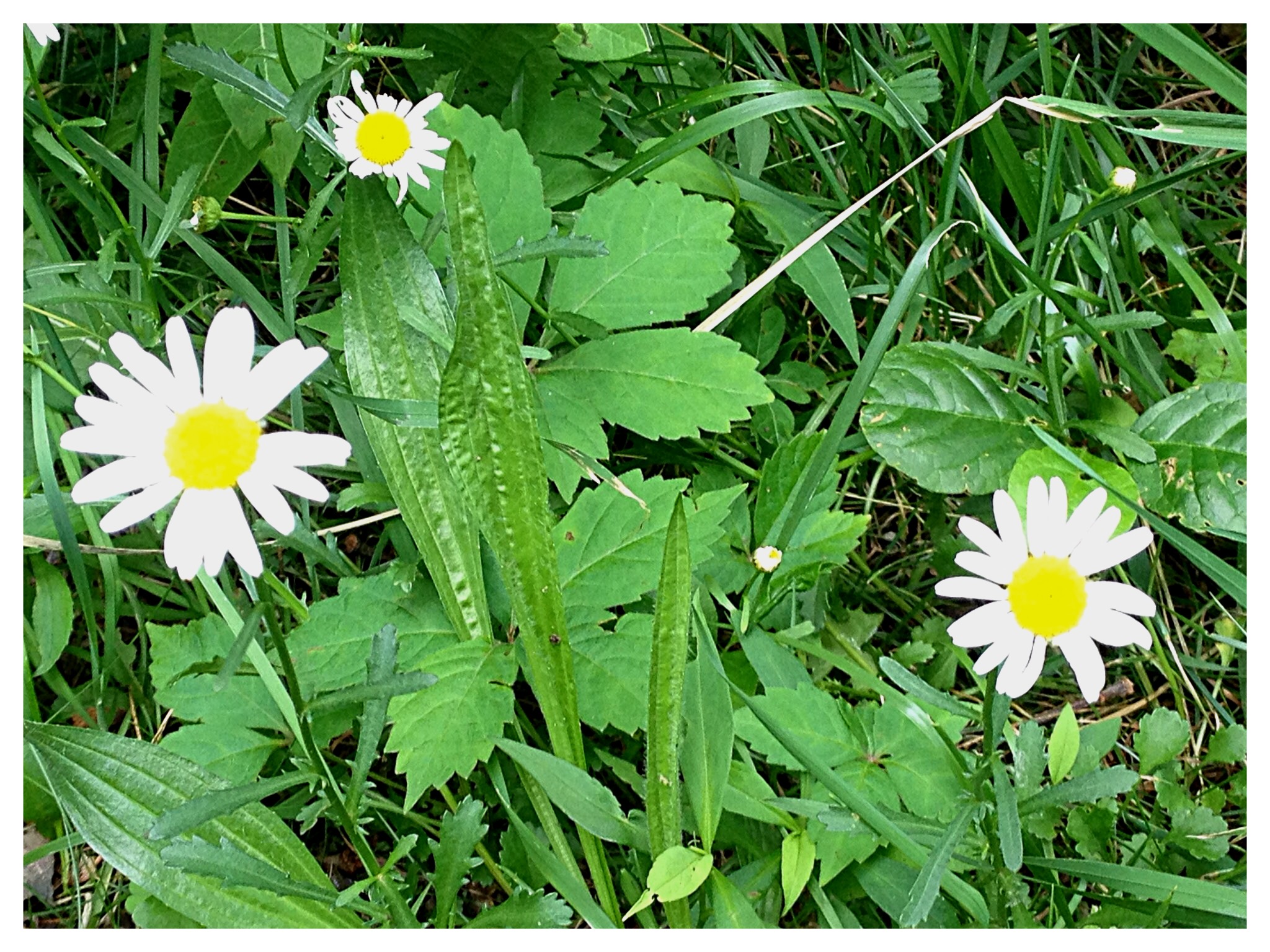 Oxeye daisy ( Chrysanthemum leucanthemum)