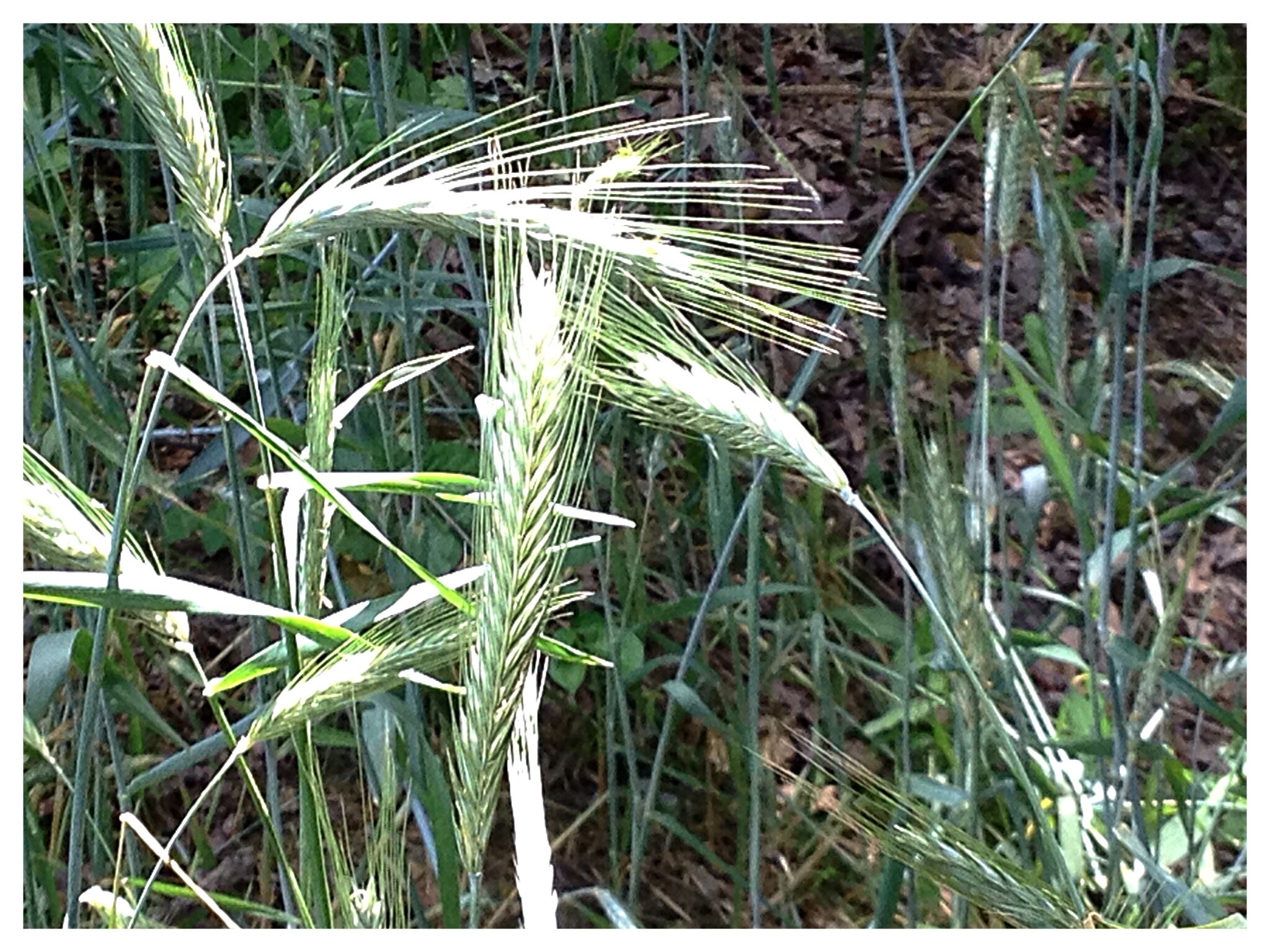 Another wild grass shows off its plumage