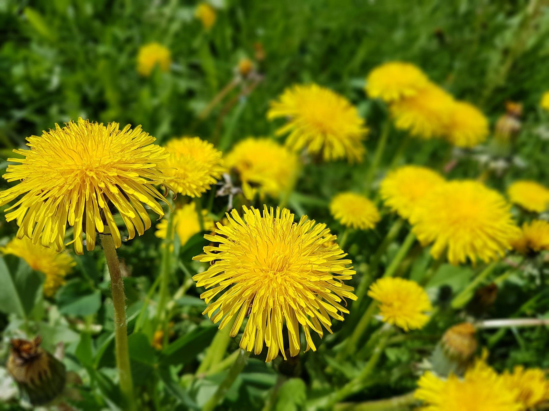 Dandelion Flowers Sonchus Oleraceus Spring