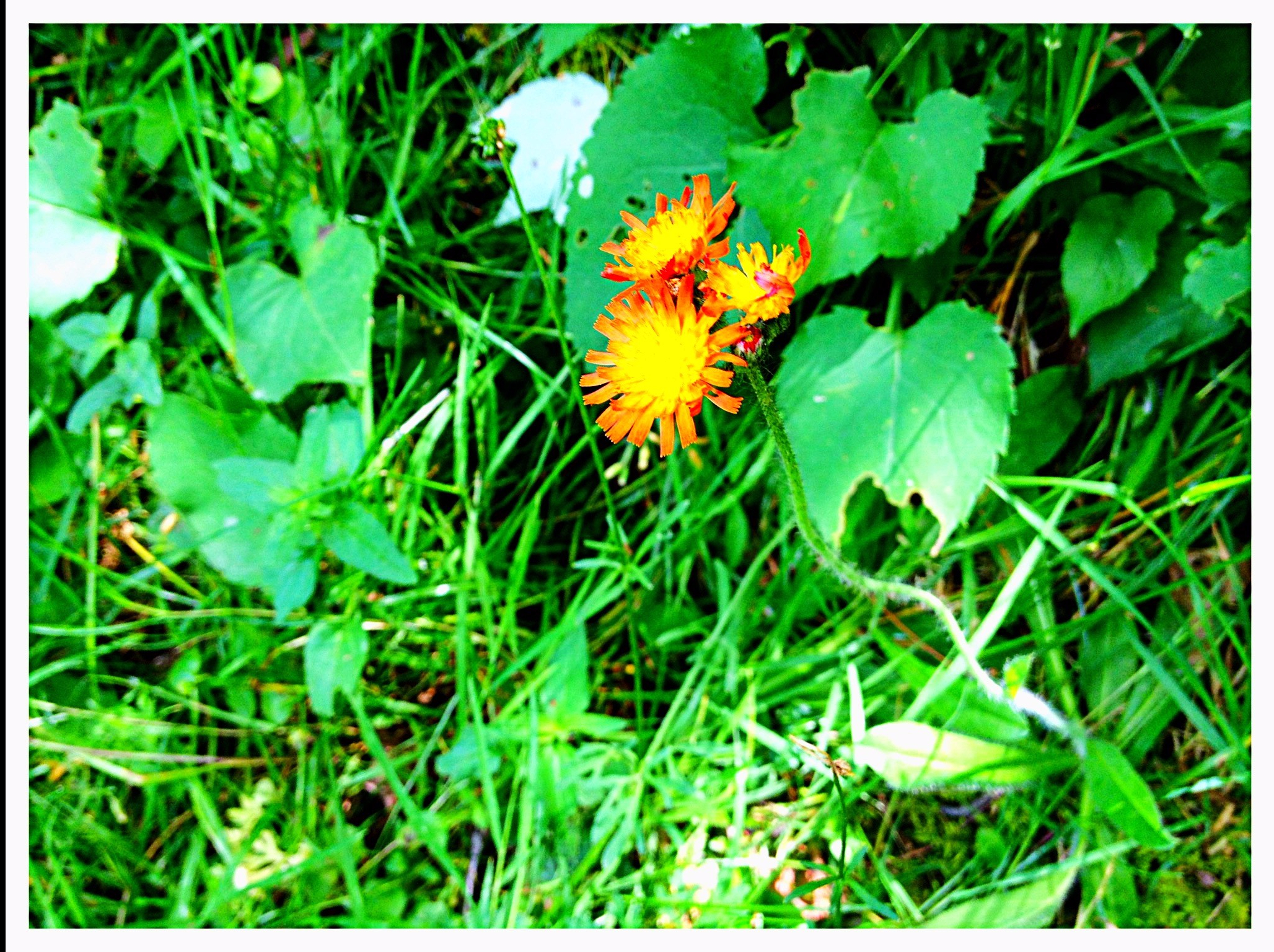 Hawk weed (Hieracium aurantiacum)