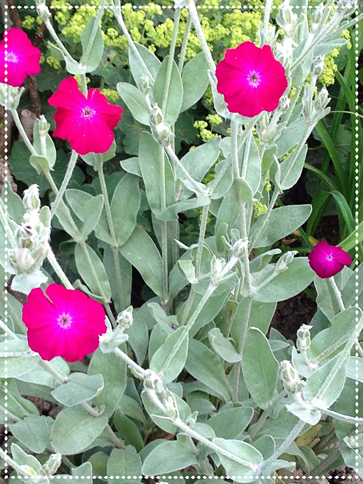 Rose campion (Lychnis coronaria)