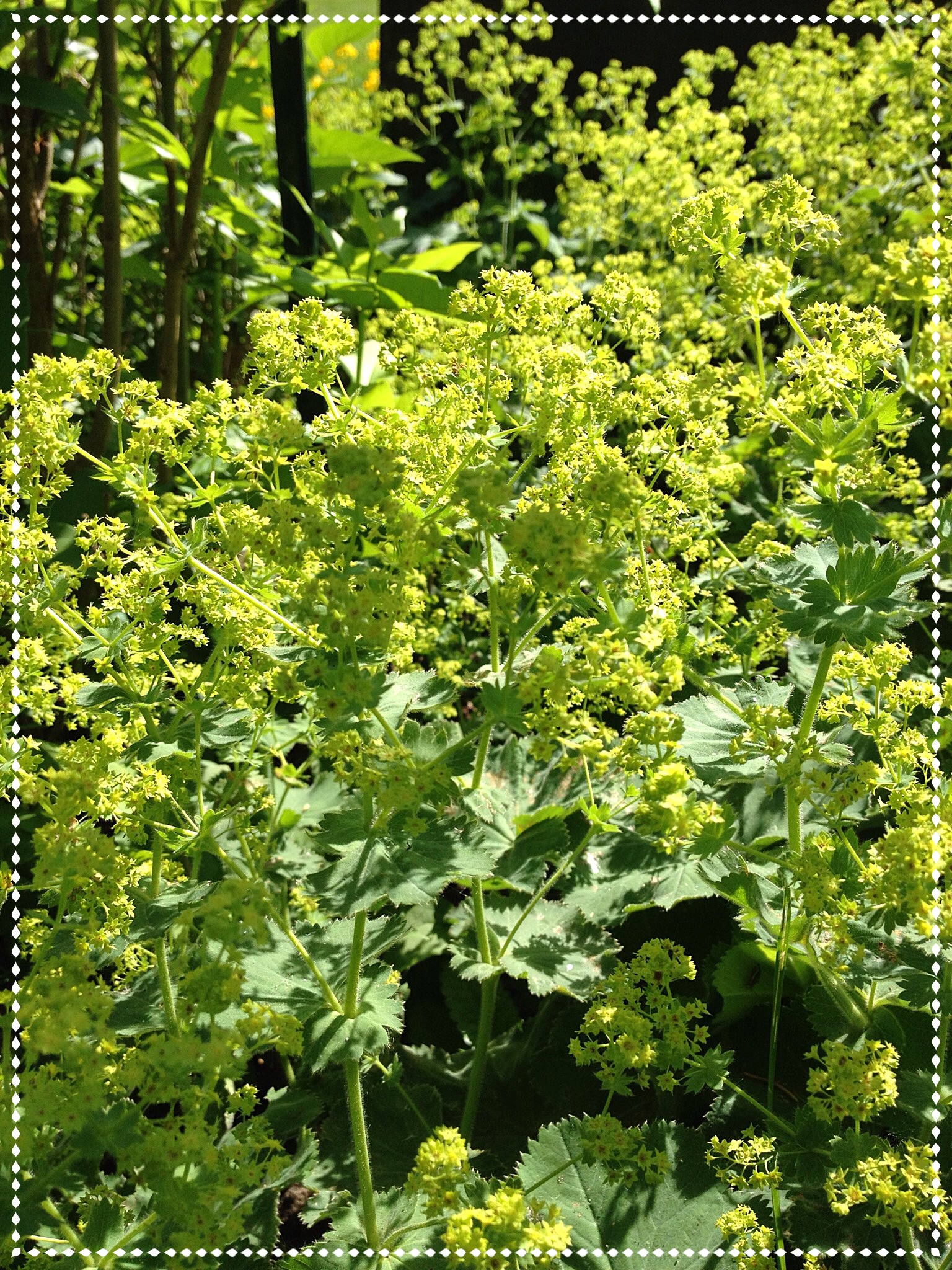 Lady's mantle (Alchemilla mollis)