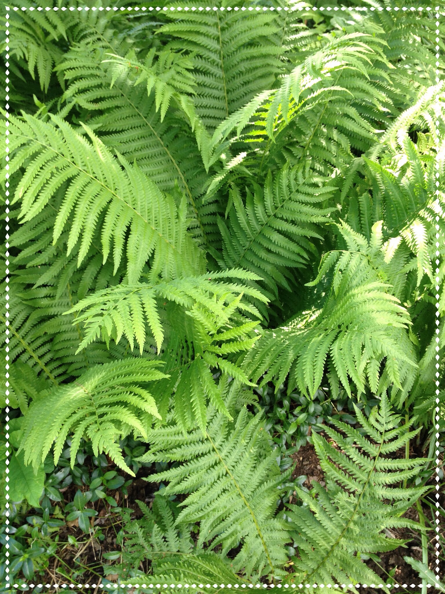 Ostrich fern Matteuccia struthiopteris