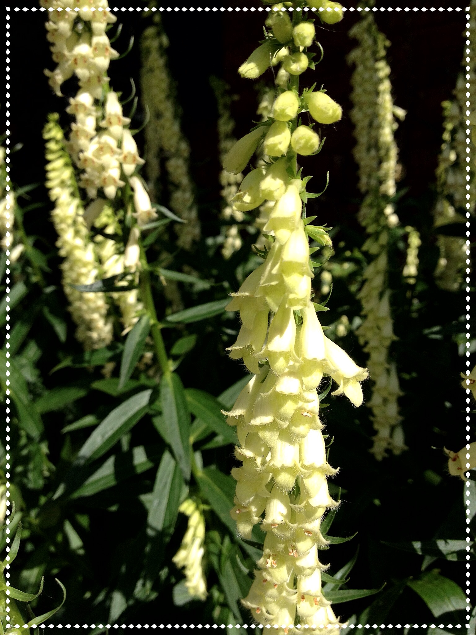 Straw foxglove (Digitalis lutea)