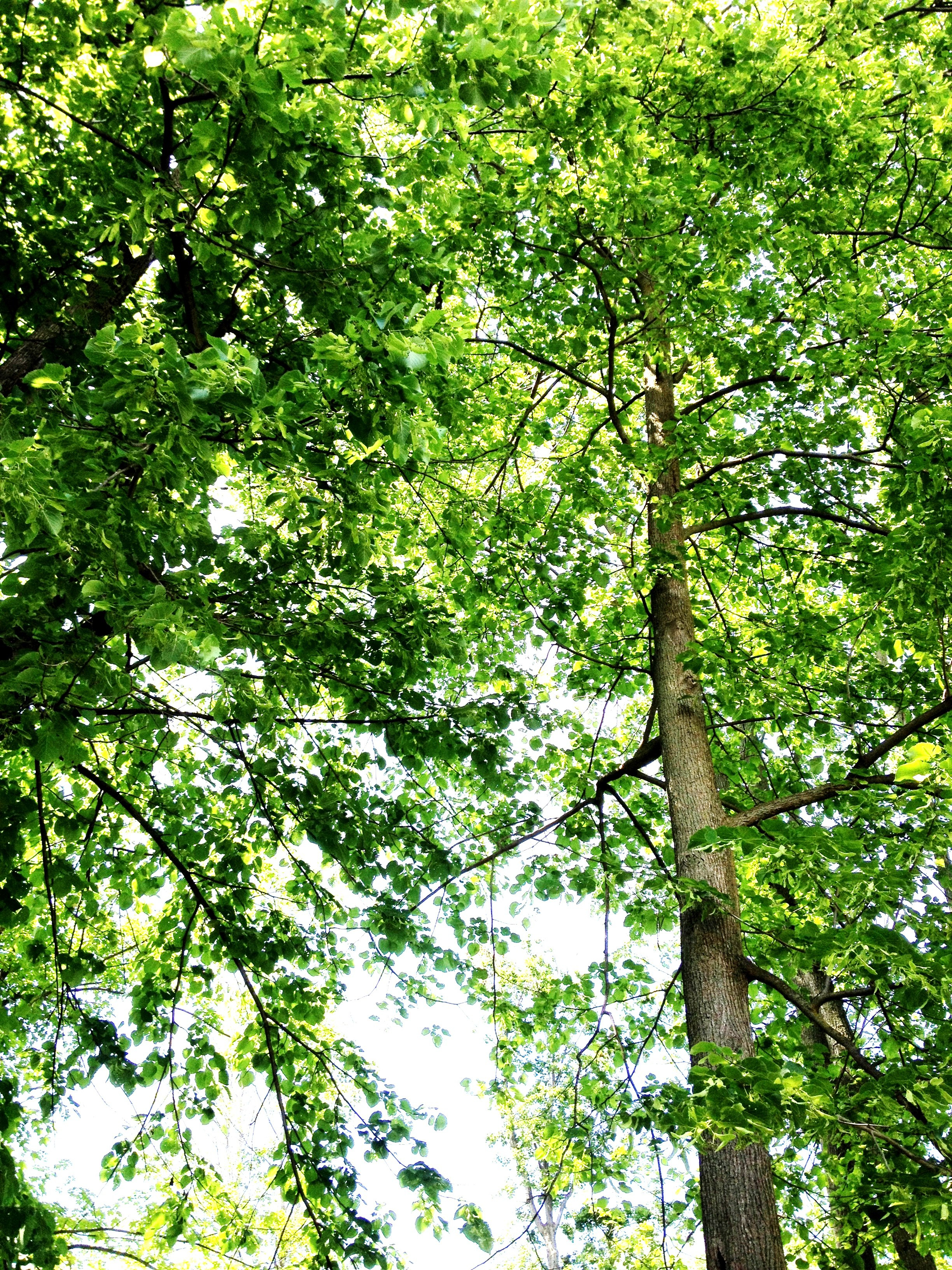 American basswood trees