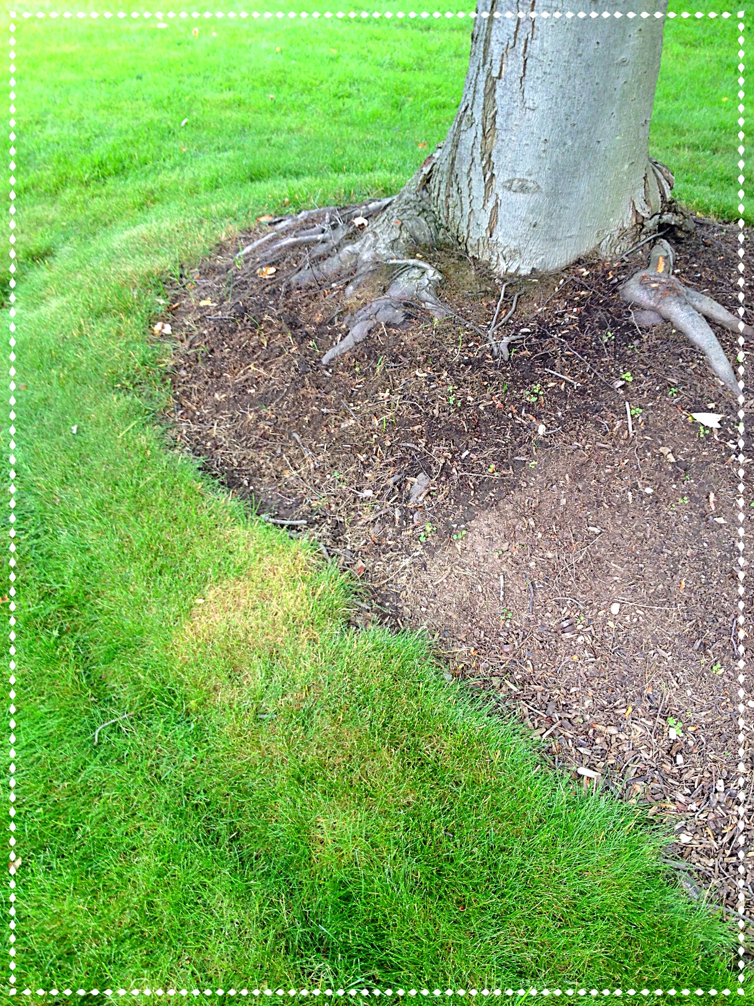 A trough that is less than 2 inches deep edges the maple tree border. The exposed roots are protected from mower damage by the border.