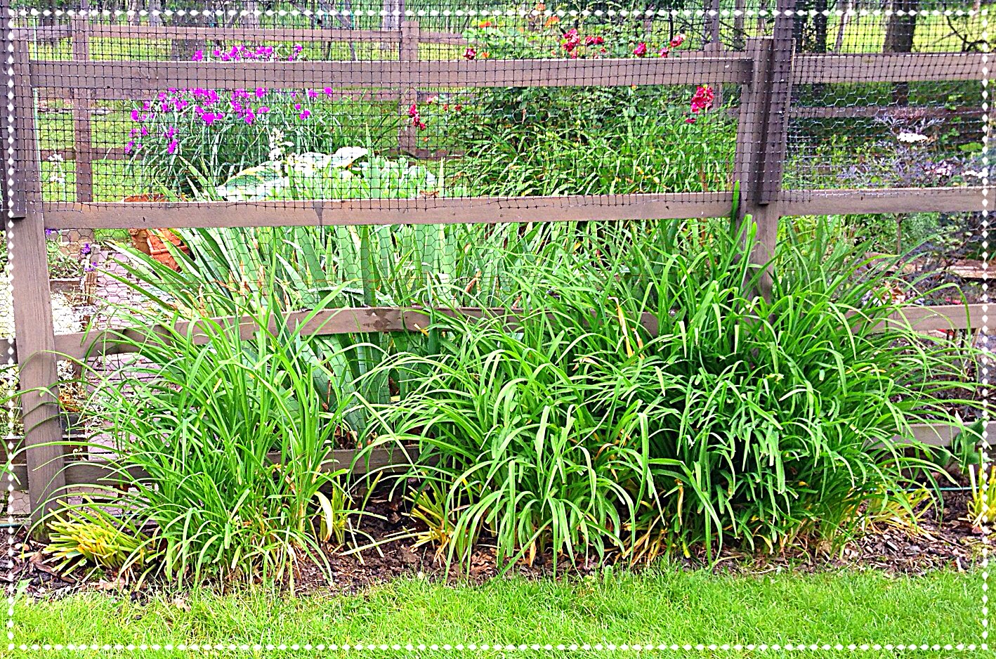 Daylily foliage covers fading daffodil leaves, and edges the garden fence.