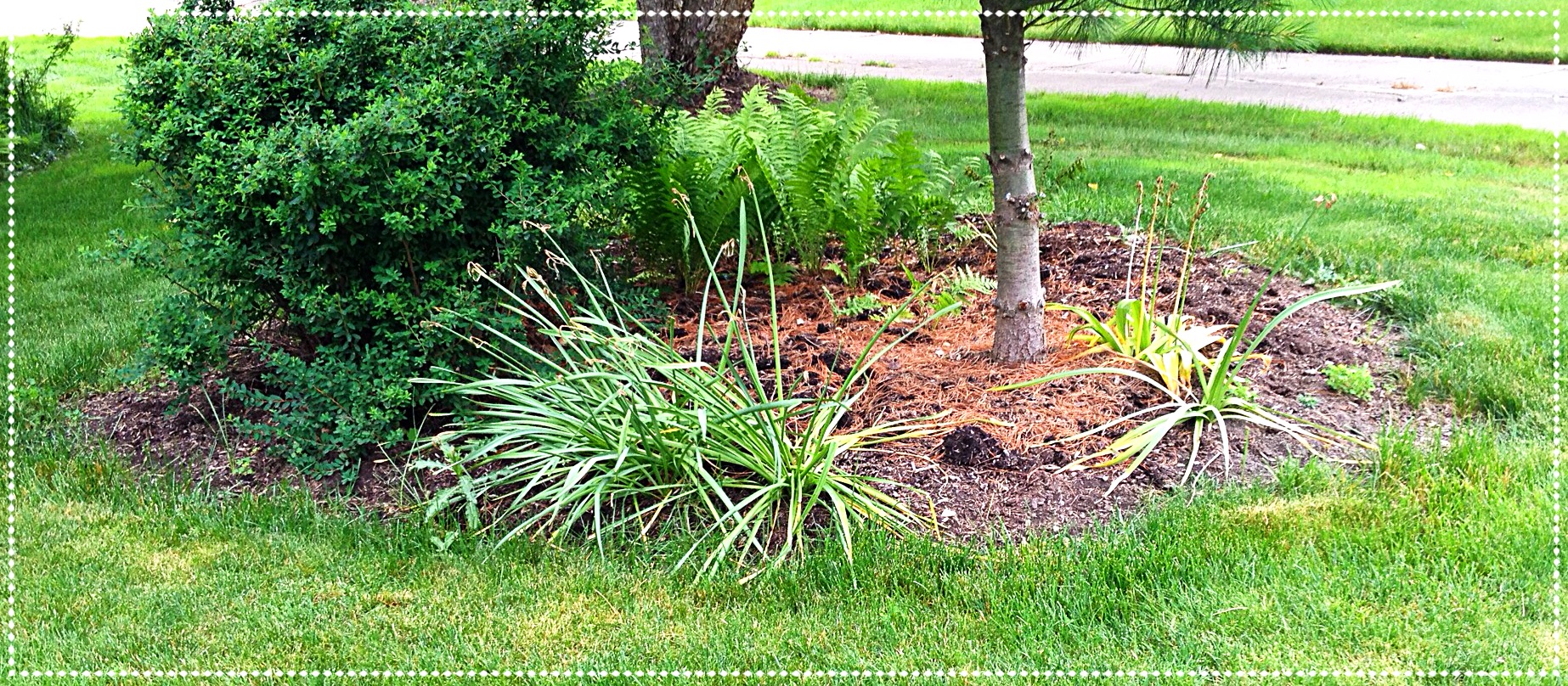 Grass grows into the edging of a tree border.