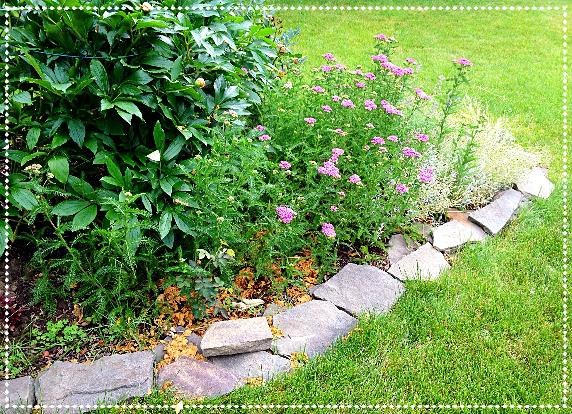This flower border has filled in with yarrow (Achillea millefolium) and snow-in-summer (Cerastium tomentosum) covering the bare ground. The yarrow spreads by rhizome, the snow-in-summer by seed.