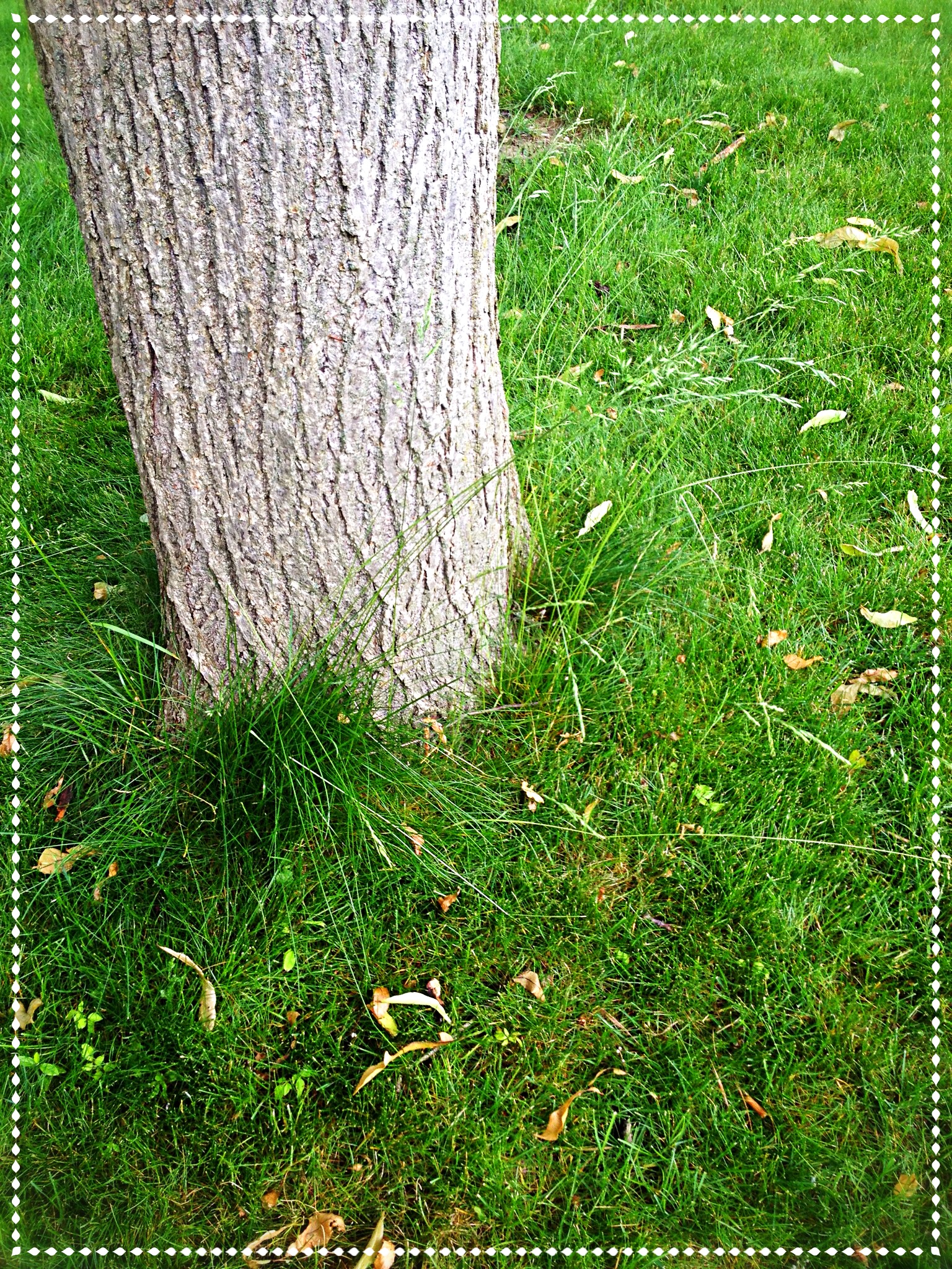 Grass growing around a tree trunk is undisturbed