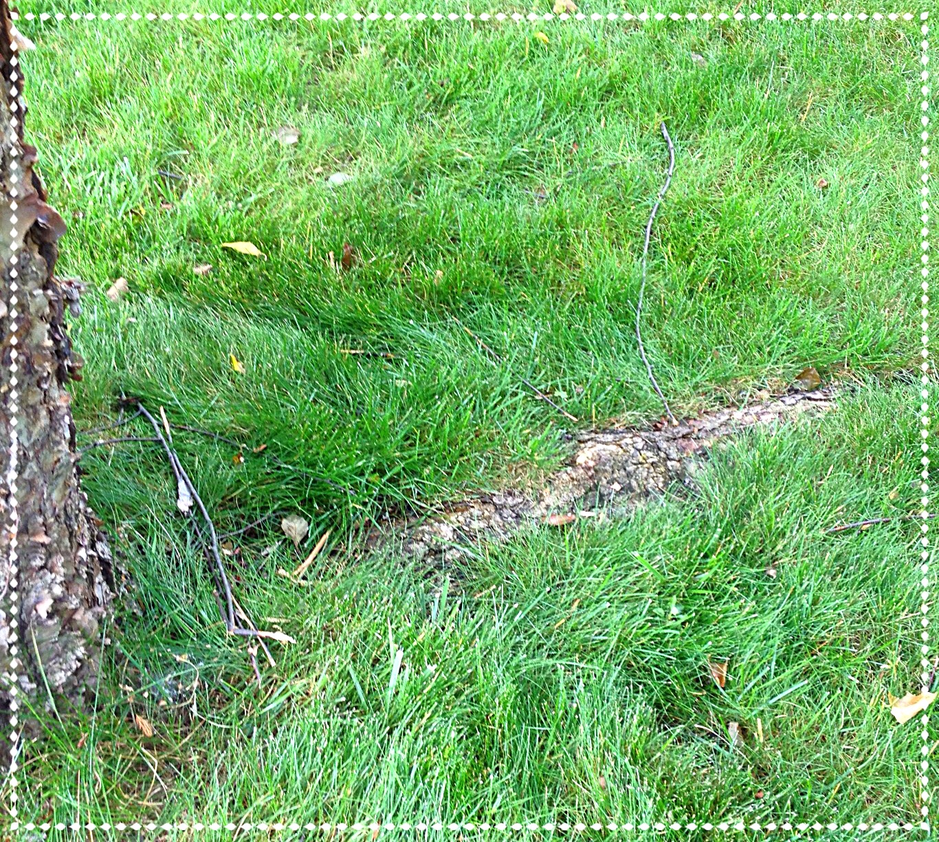 exposed tree root in lawn