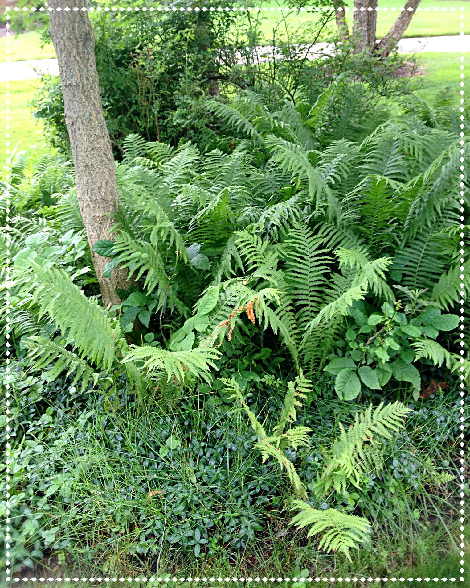 Ostrich ferns spreading in border to fill bare ground