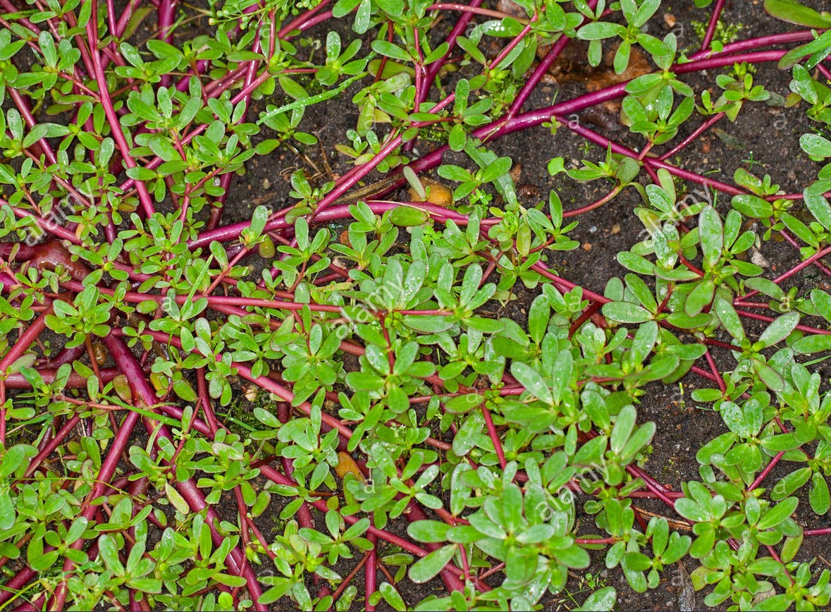 color photograph of purslane