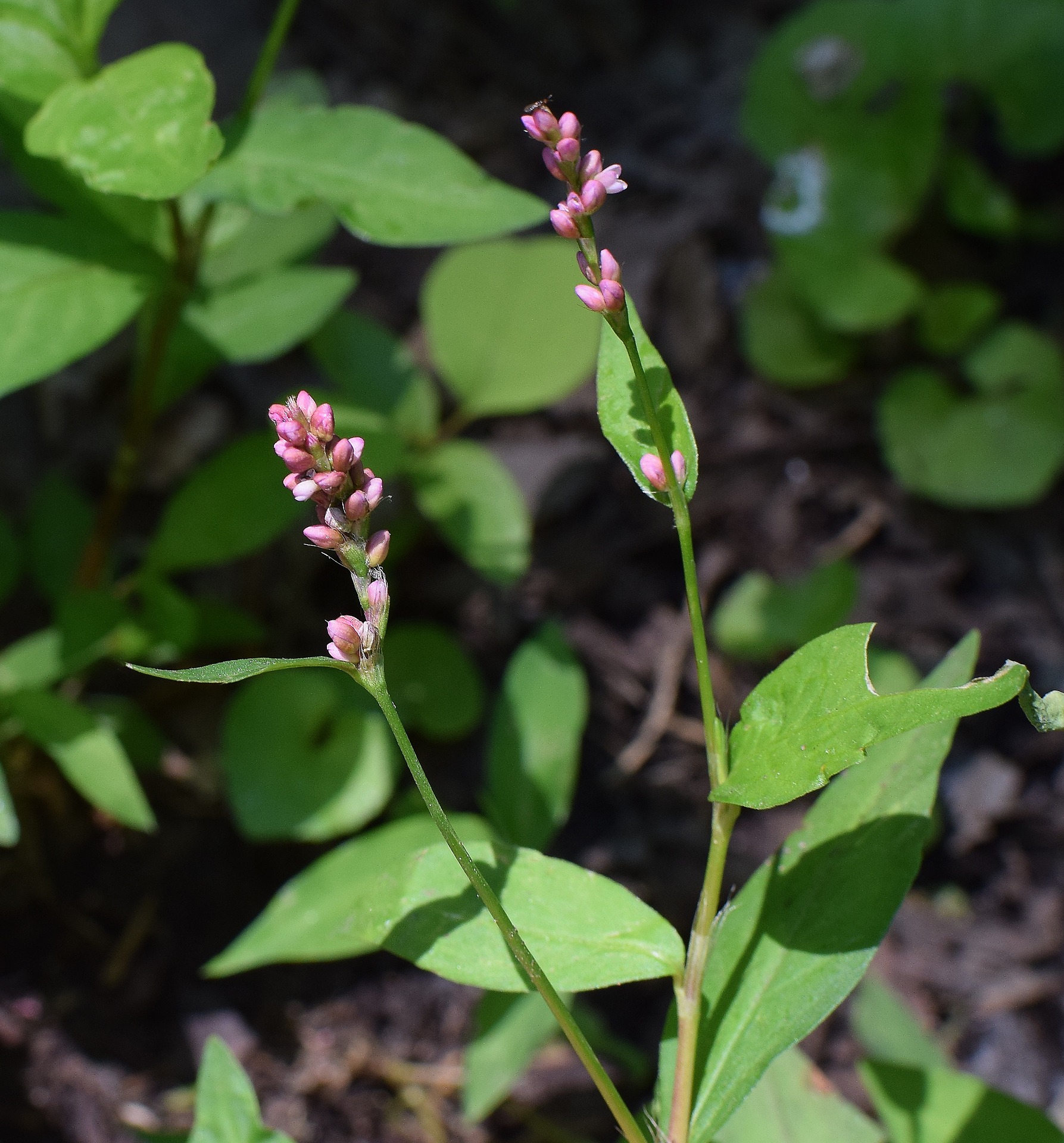 photo of pink smartweed flowers and foliage