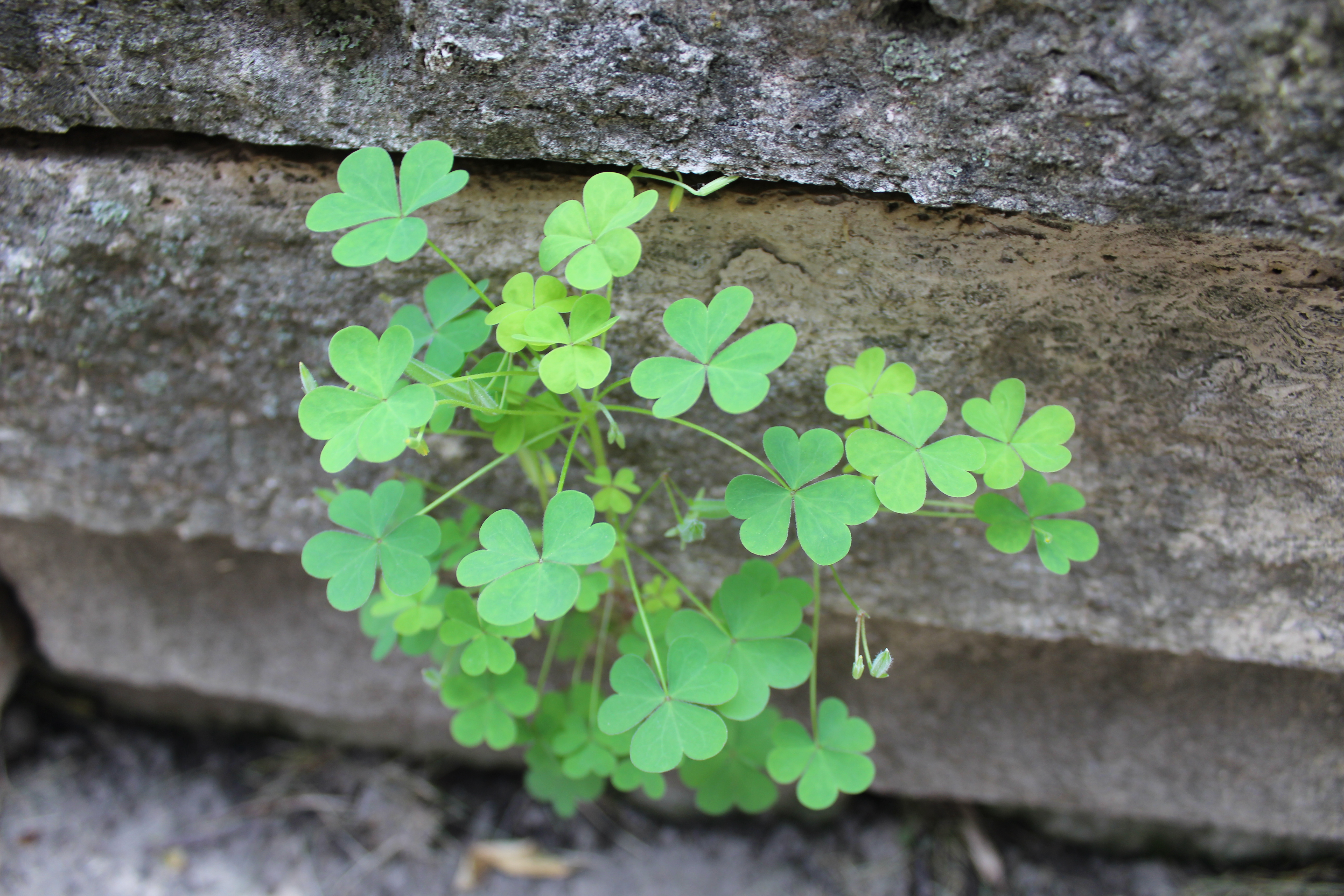 photo of wood sorrel (oxalis) foliage
