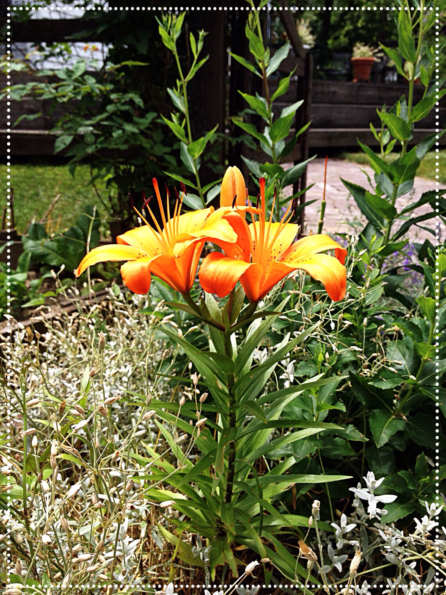 Photo of bright orange Asiatic lily
