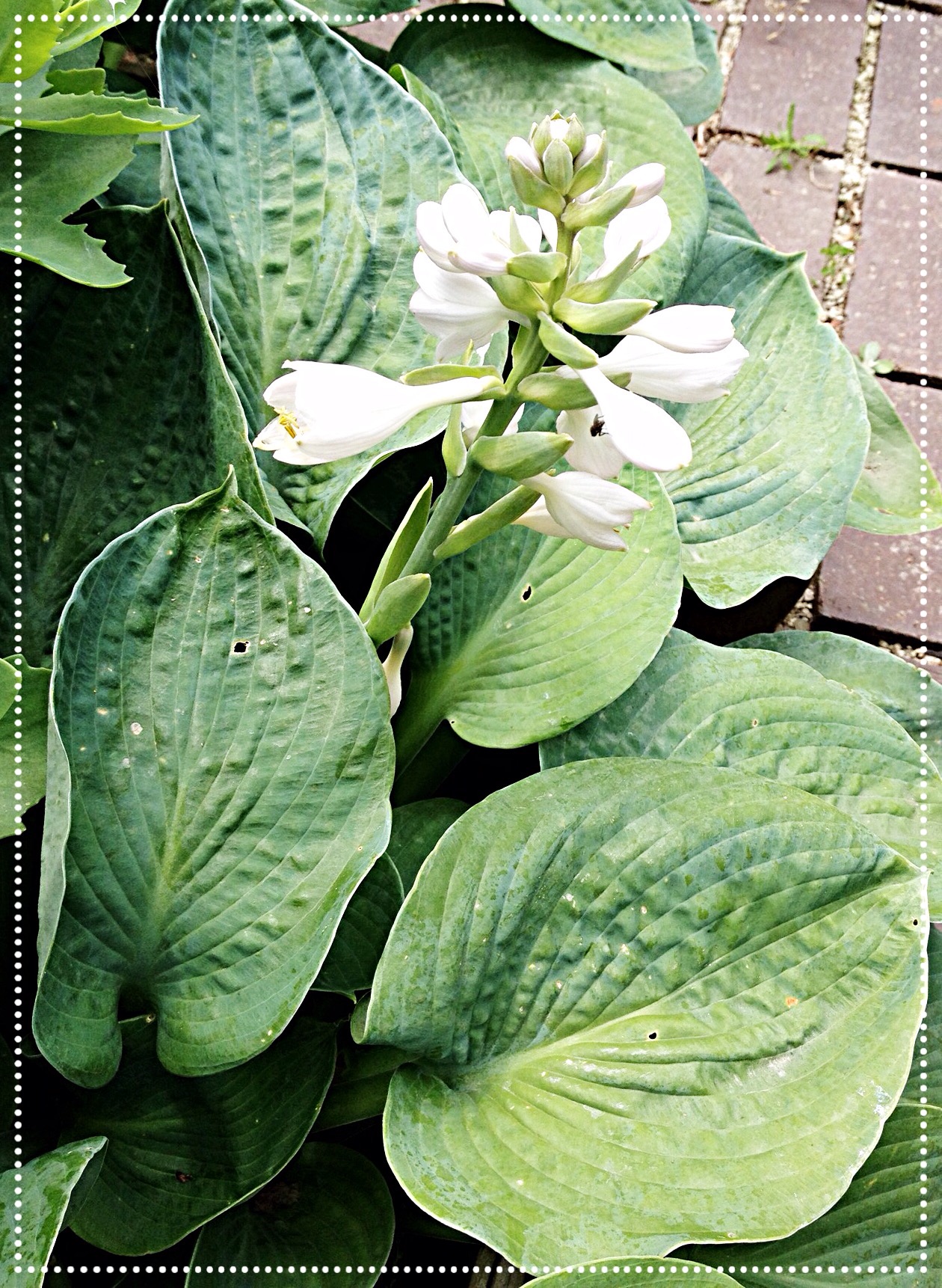 photo of Hosta Blue Angel