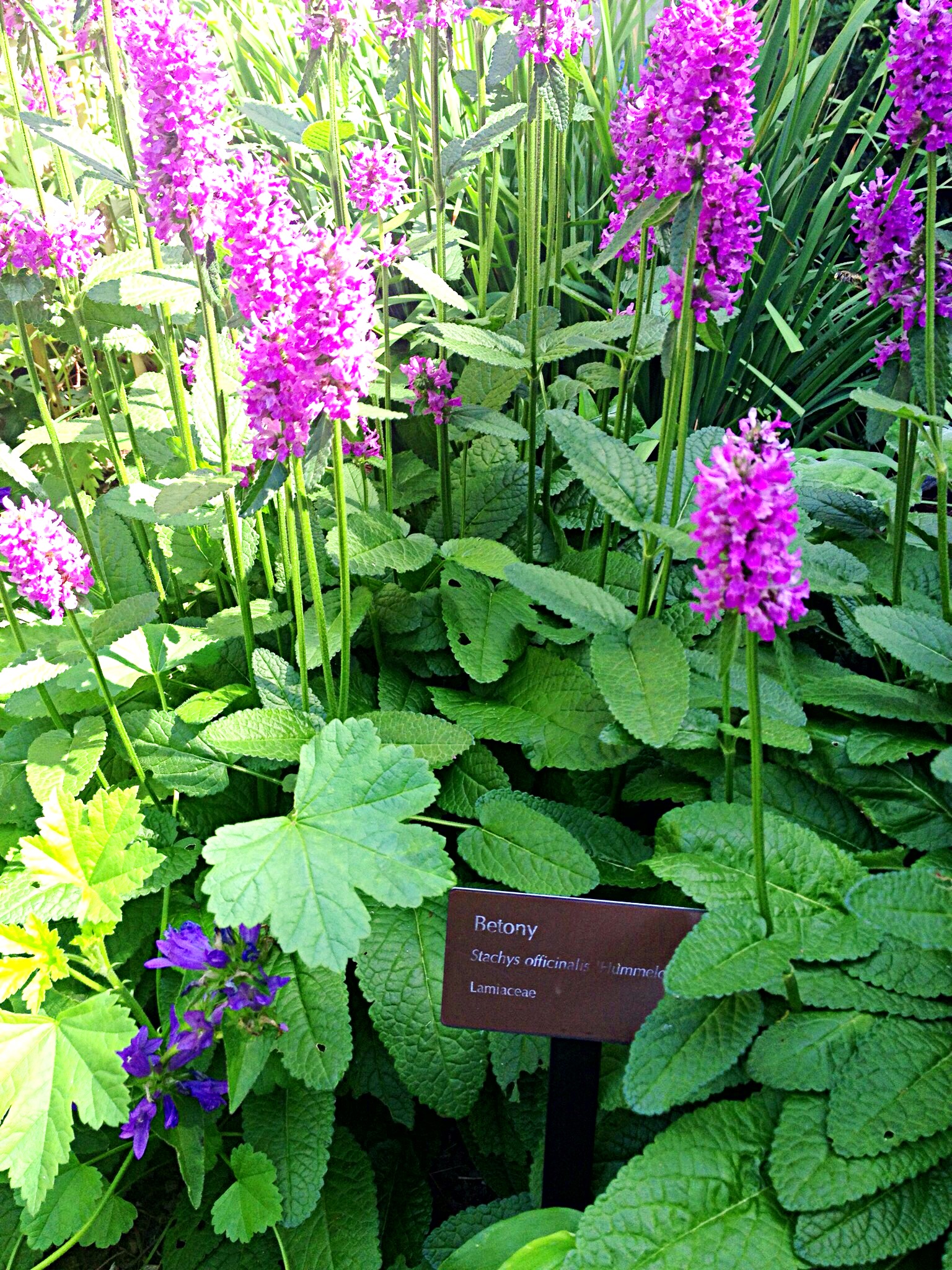 Photo of purple Betony flowers.