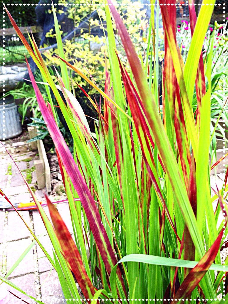 Photo of Japanese Blood Grass ( Imperata cylindrica)
