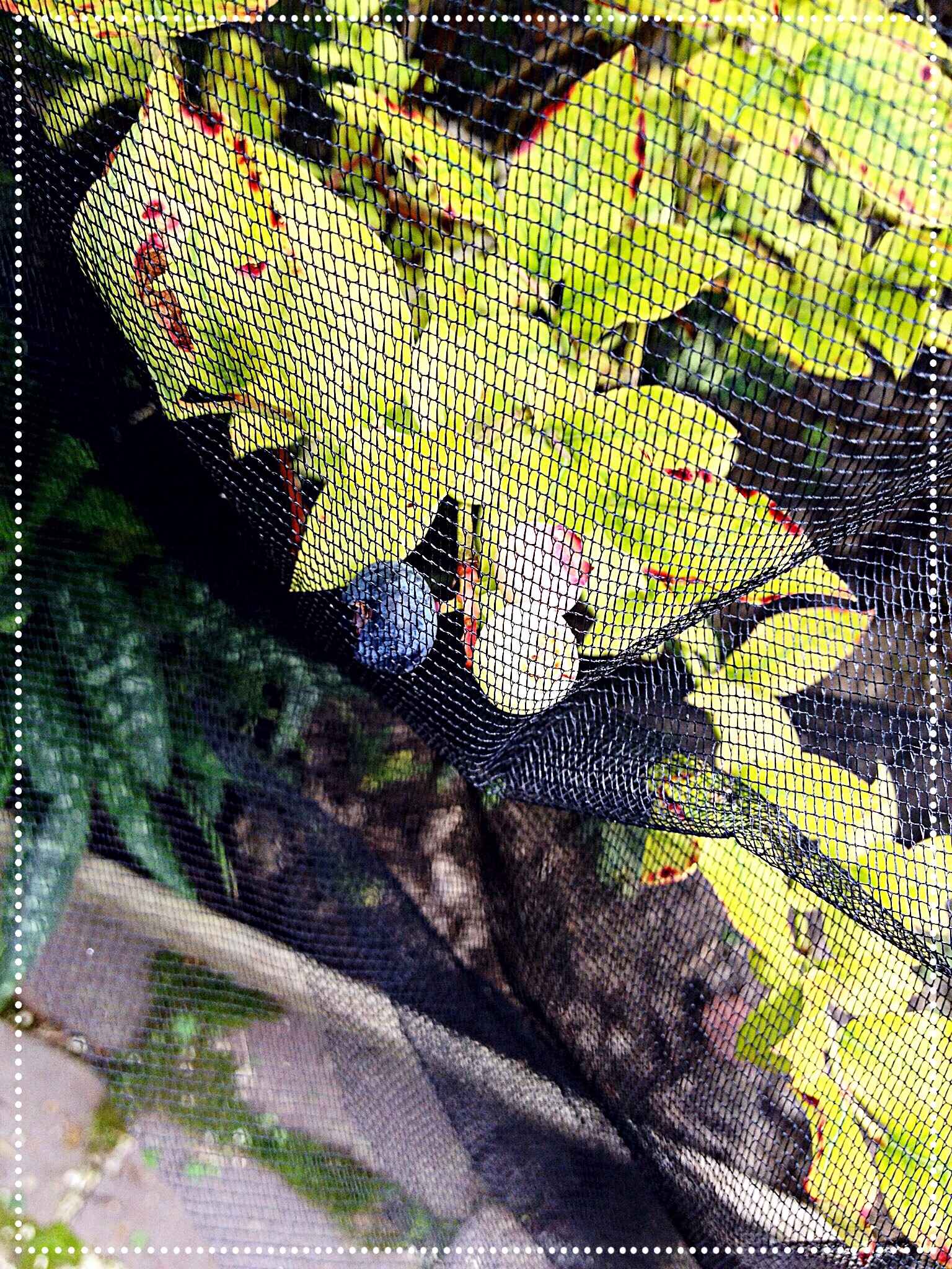 photo close up of blueberries under net.