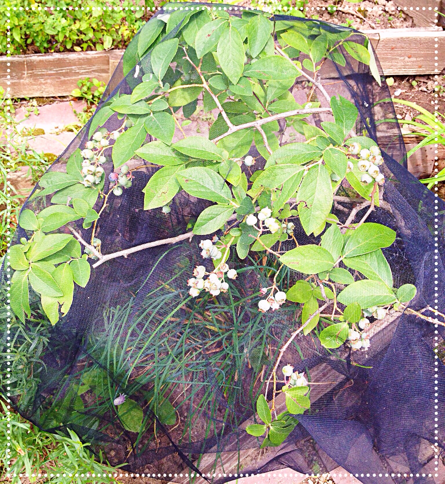 photo of blueberry bush covered with tulle netting.