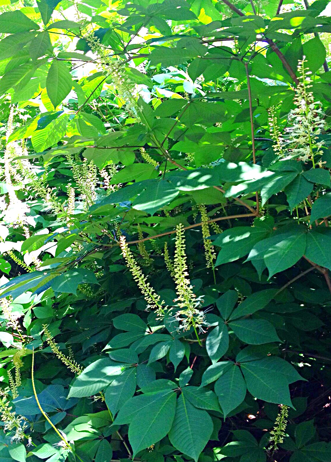 Photo of the Bottlebrush buckeye. It forms a dense border with its large, palmate leaves.
