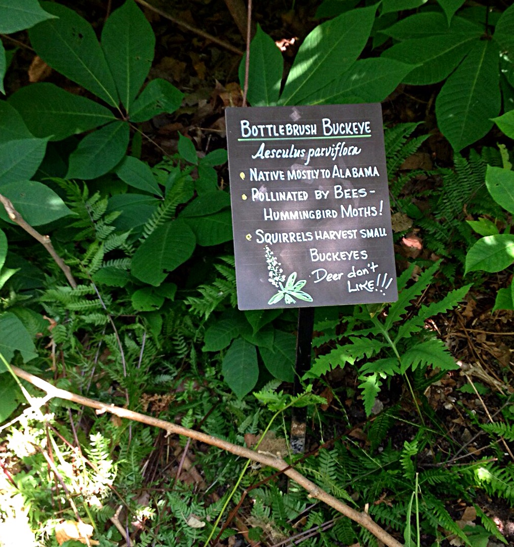Photo of Bottlebrush buckeye (Aesculus parviflora)