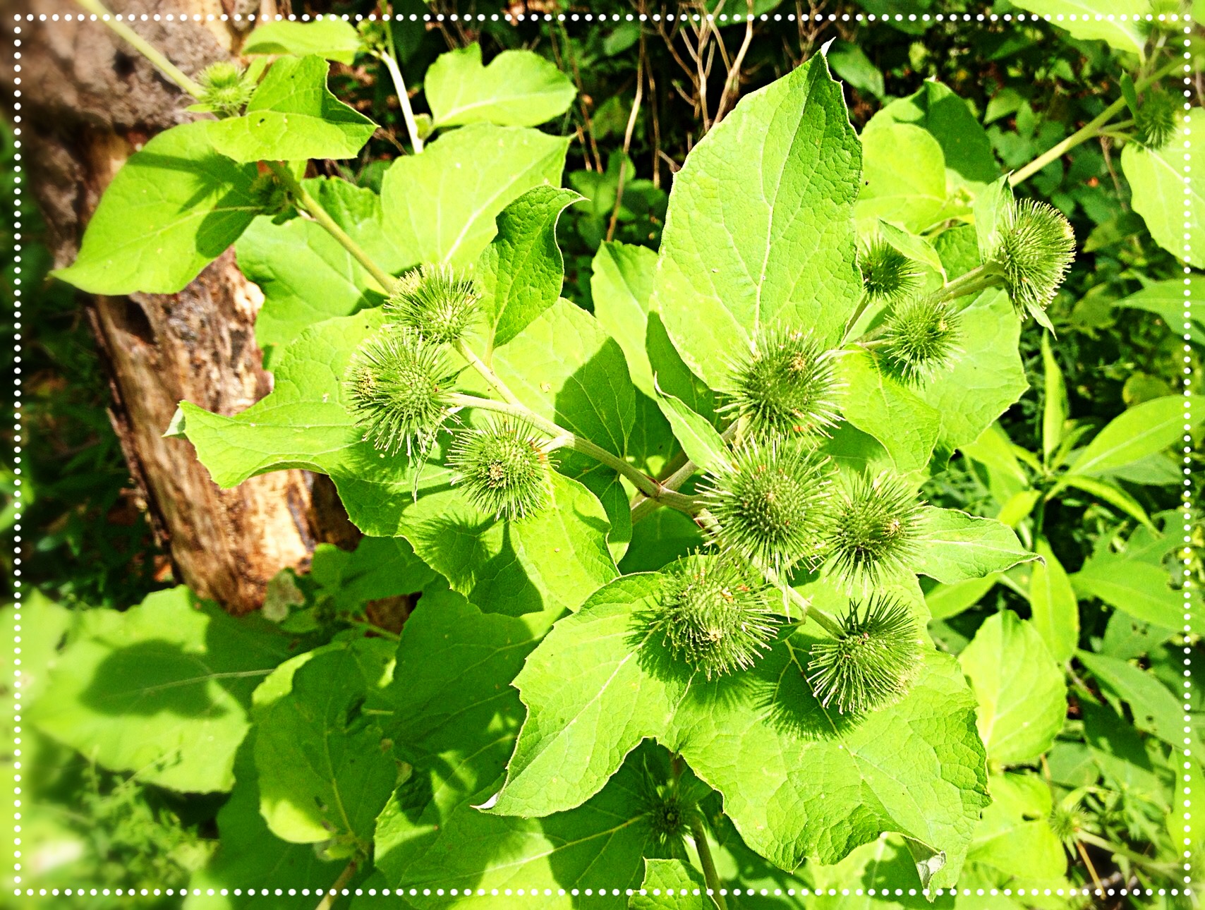 Photo of Burdock (Arctium)