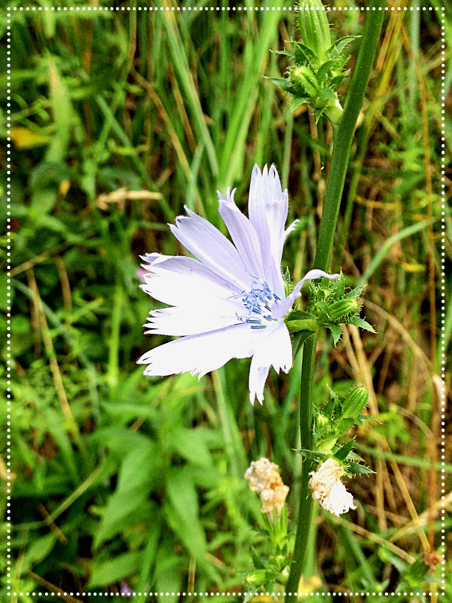 Photo of Chicory (Cichorium intybus)