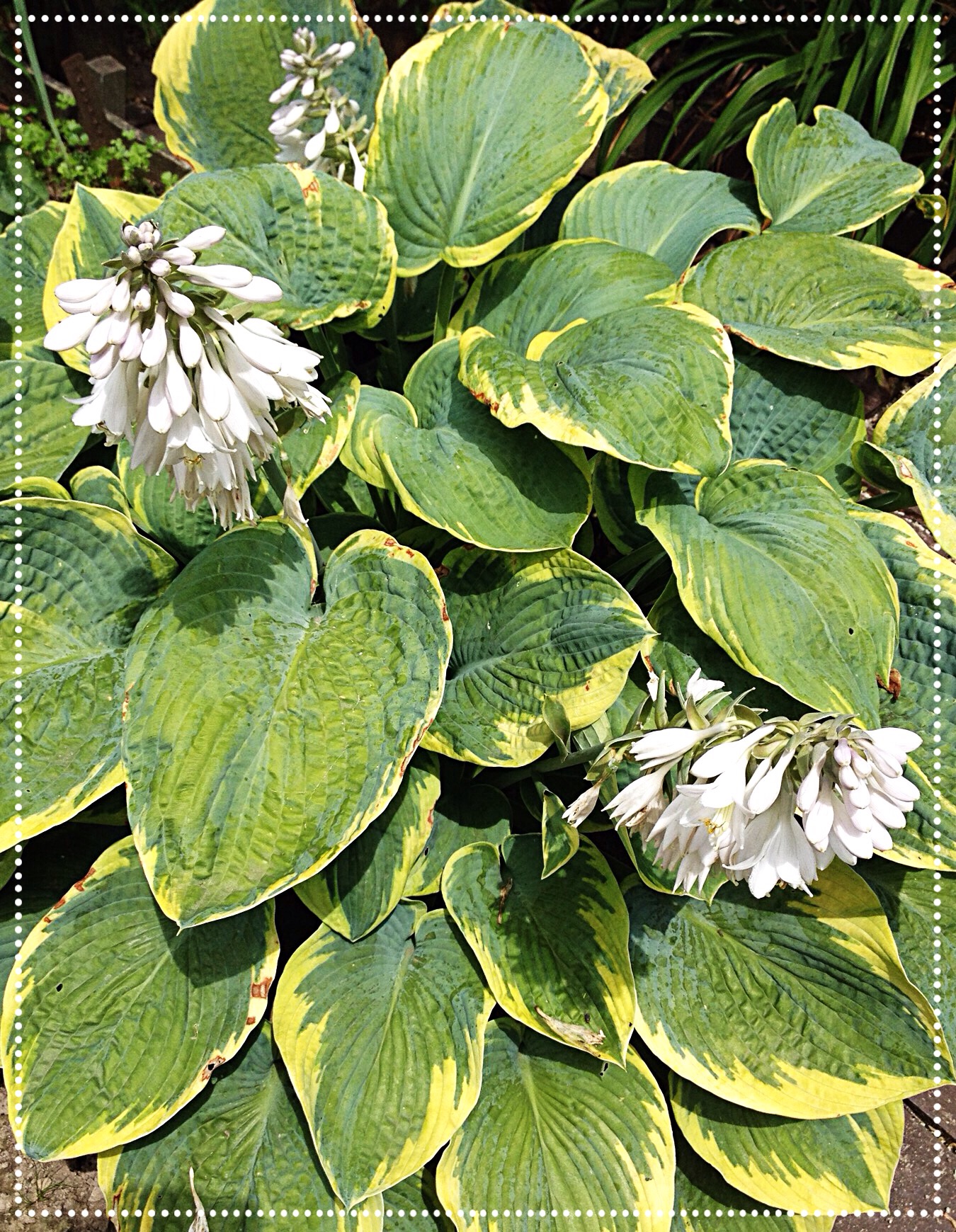 photo of Hosta Francis Williams